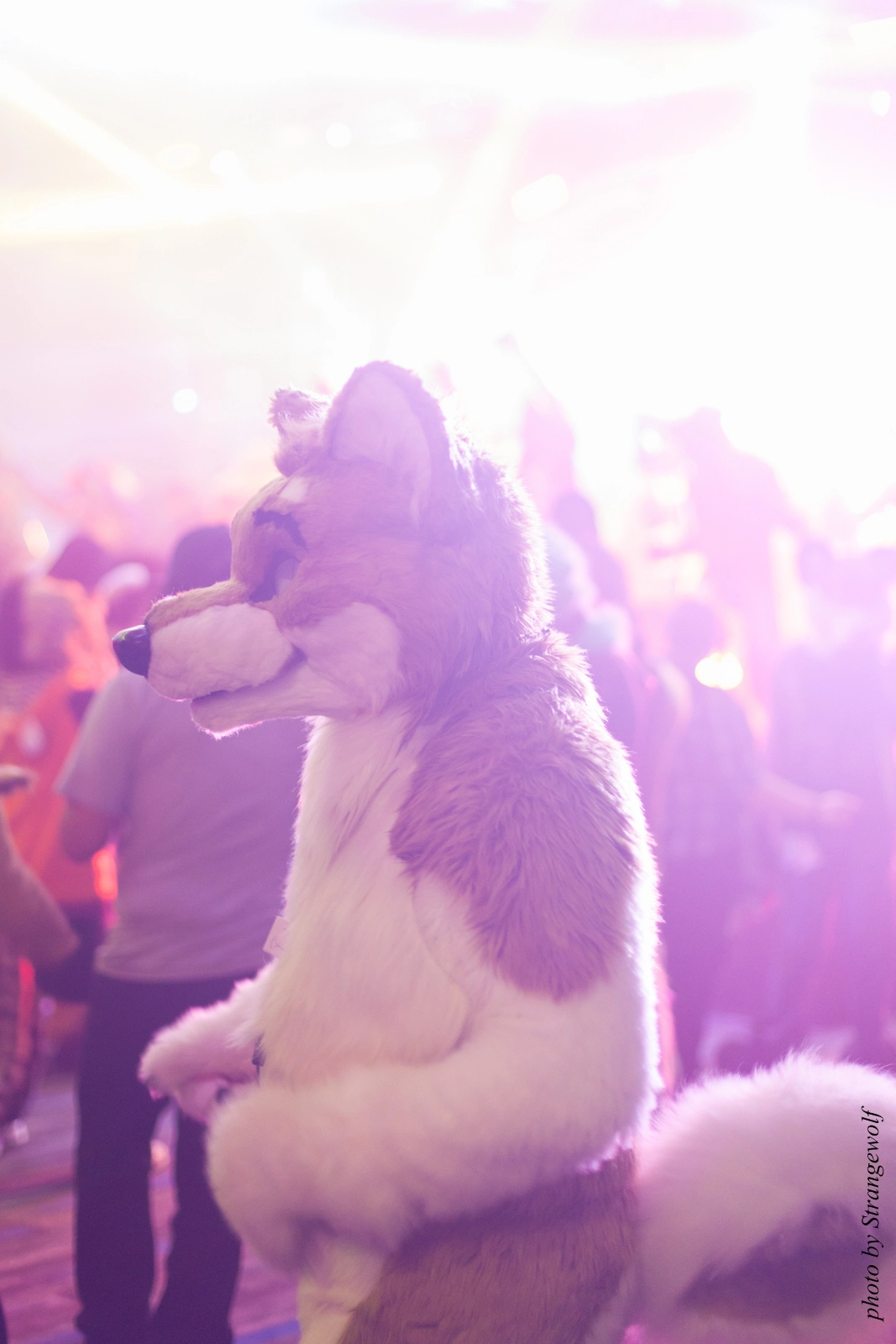 full image IMG_1349-lr16t.jpg