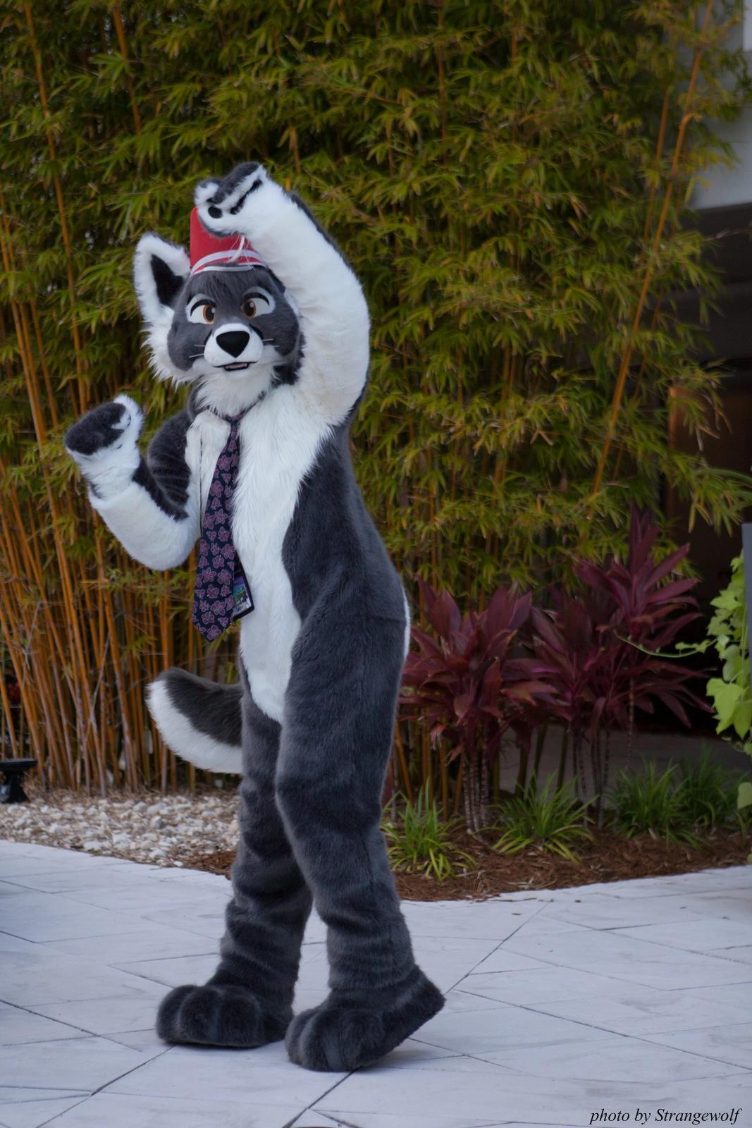 full image IMG_8366-lr16t.jpg