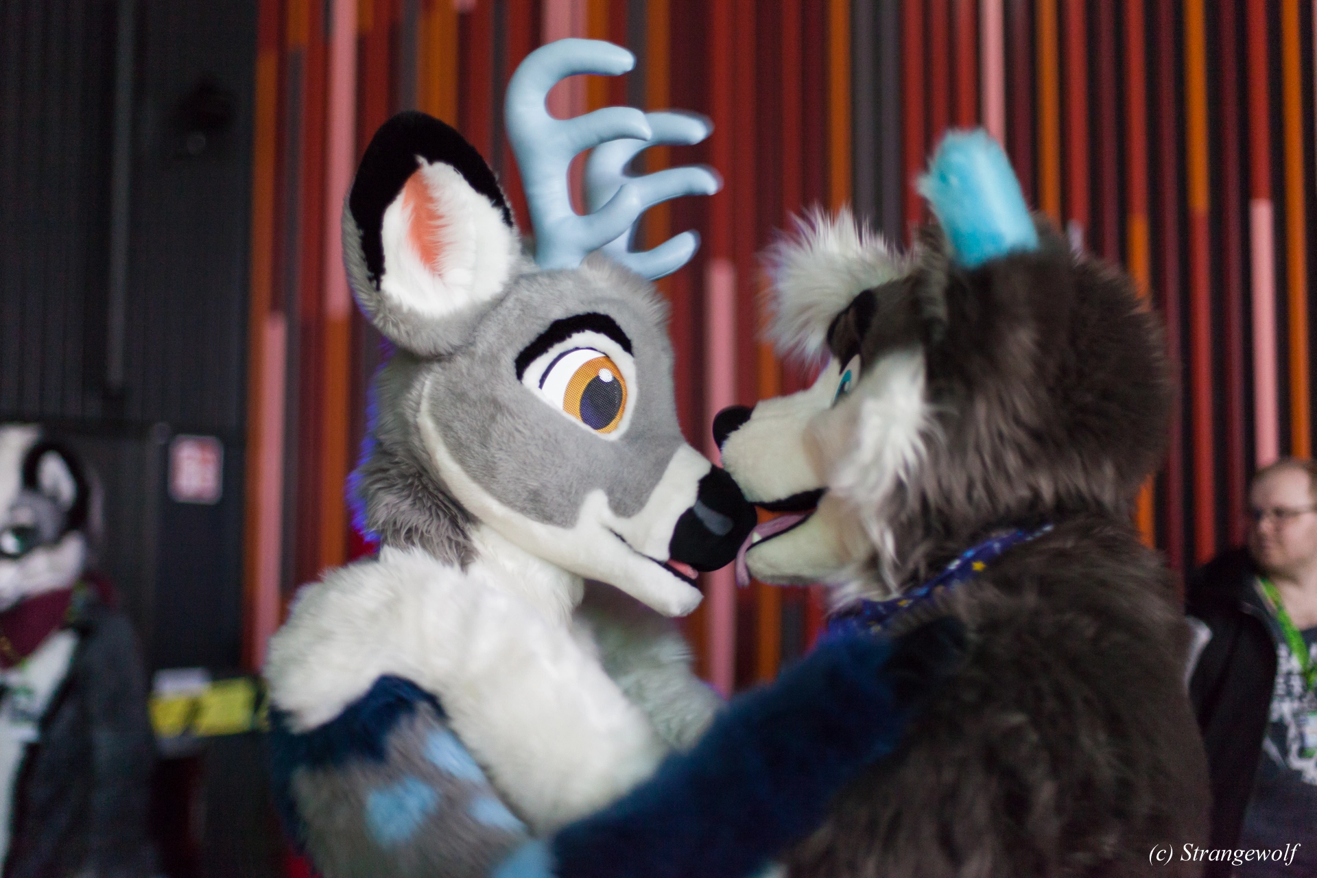 full image IMG_9310-lr19t.jpg