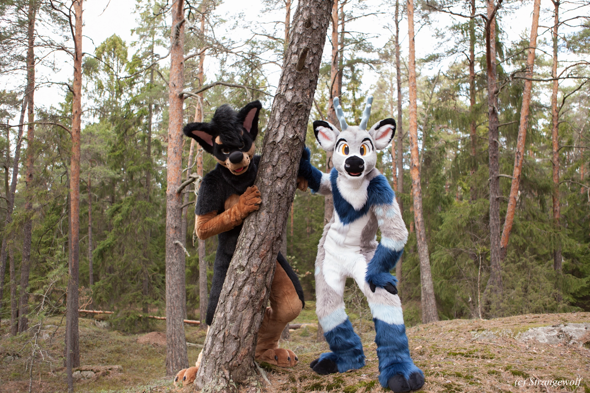 full image IMG_8647-lr19t.jpg