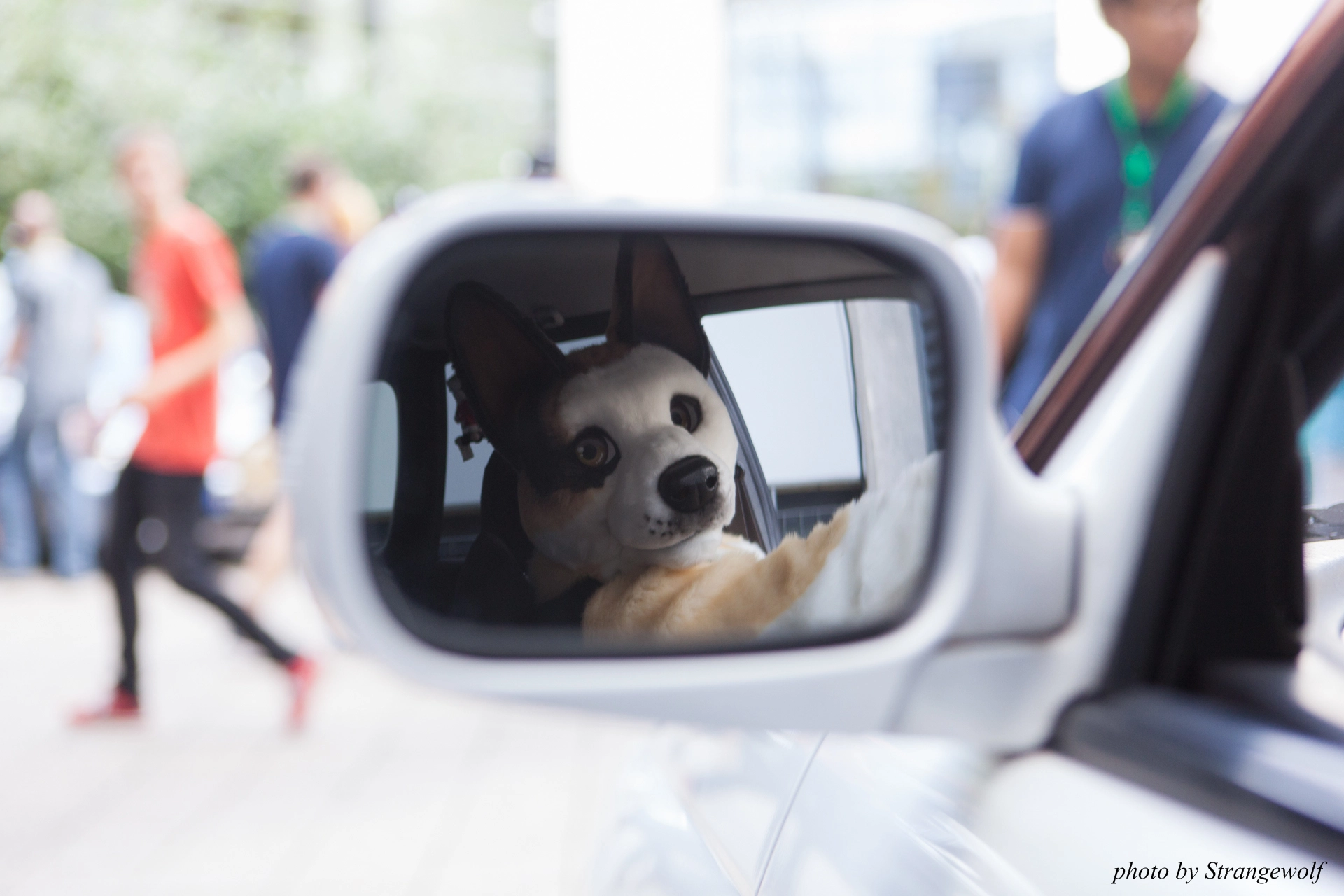 full image IMG_6841-lr19t.jpg