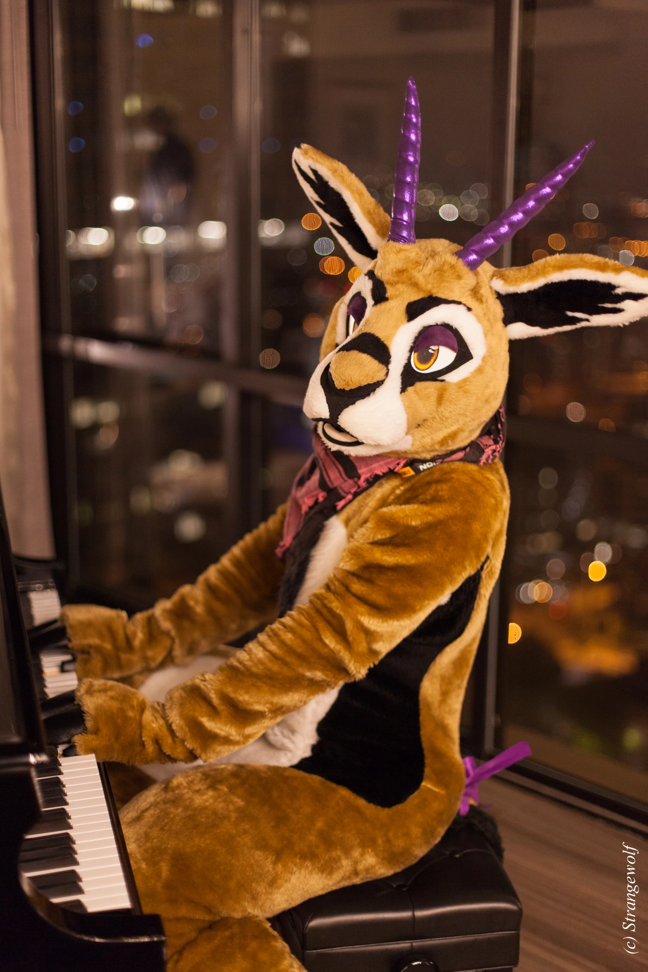 full image IMG_2302-lr19t.jpg