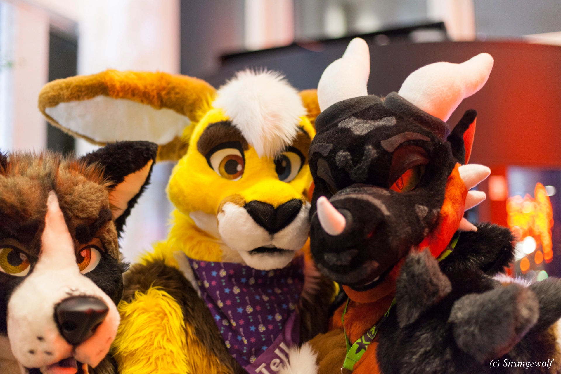 full image IMG_9413-lr19t.jpg