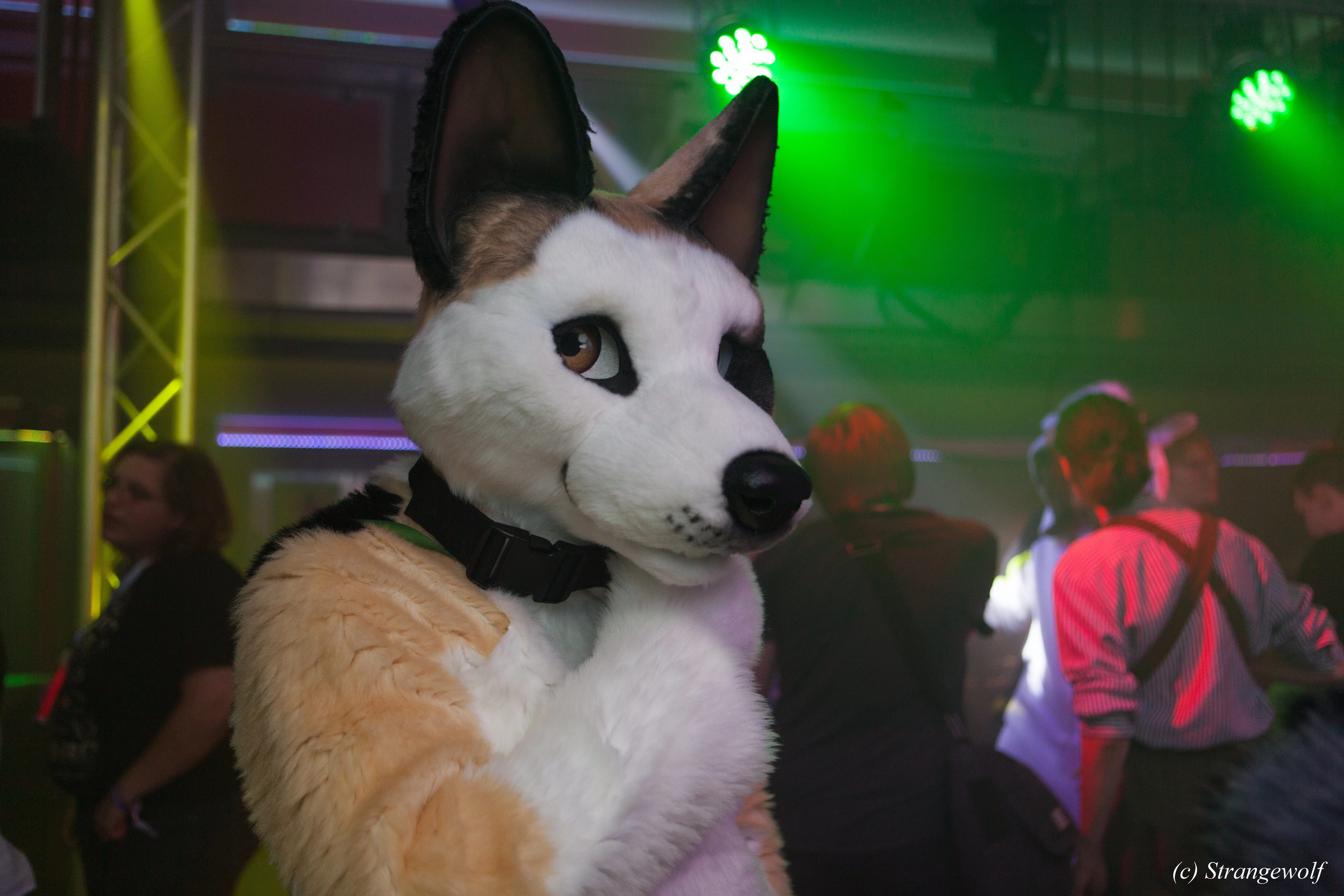 full image IMG_0930-lr.jpg