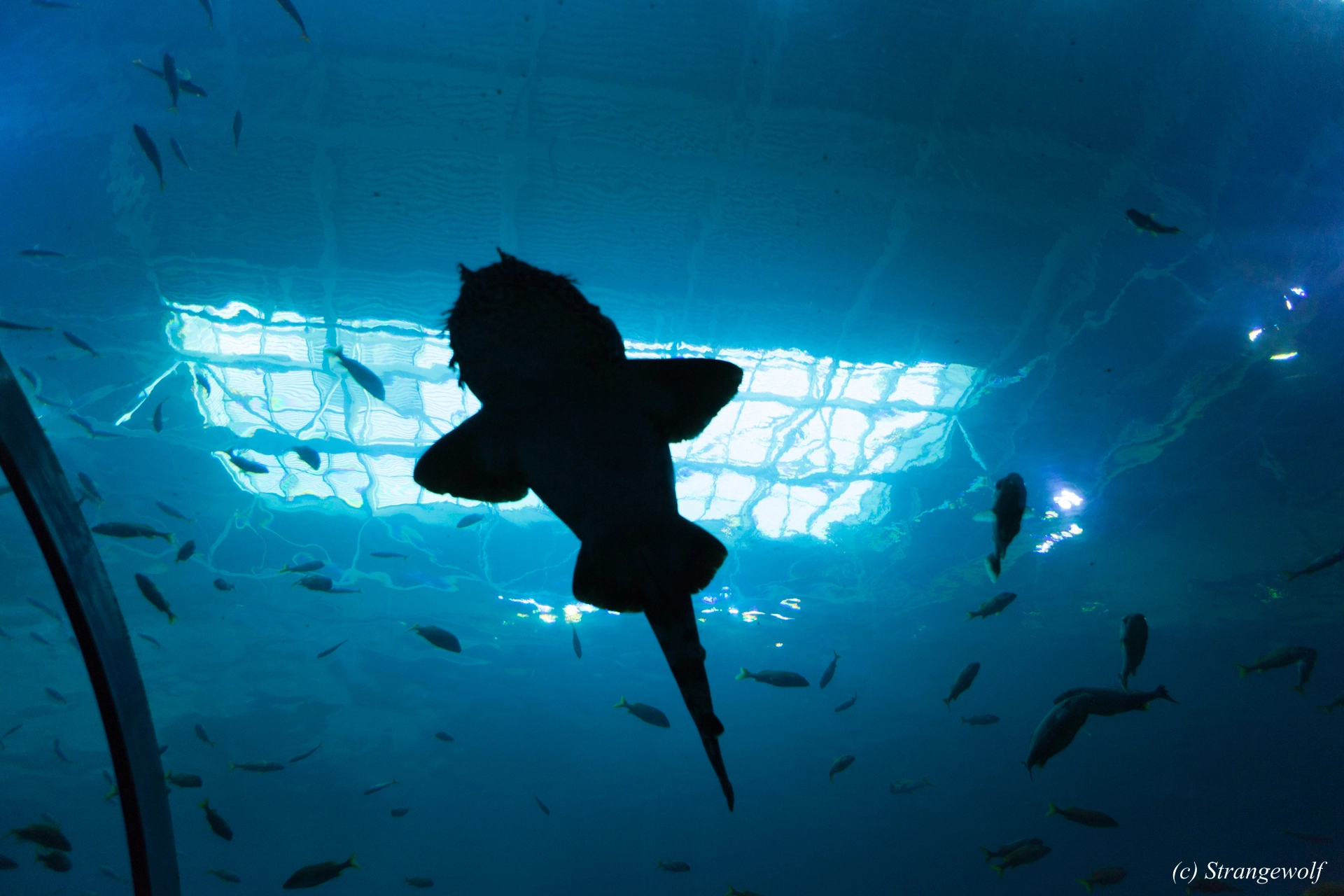 full image IMG_2168-lr19t.jpg