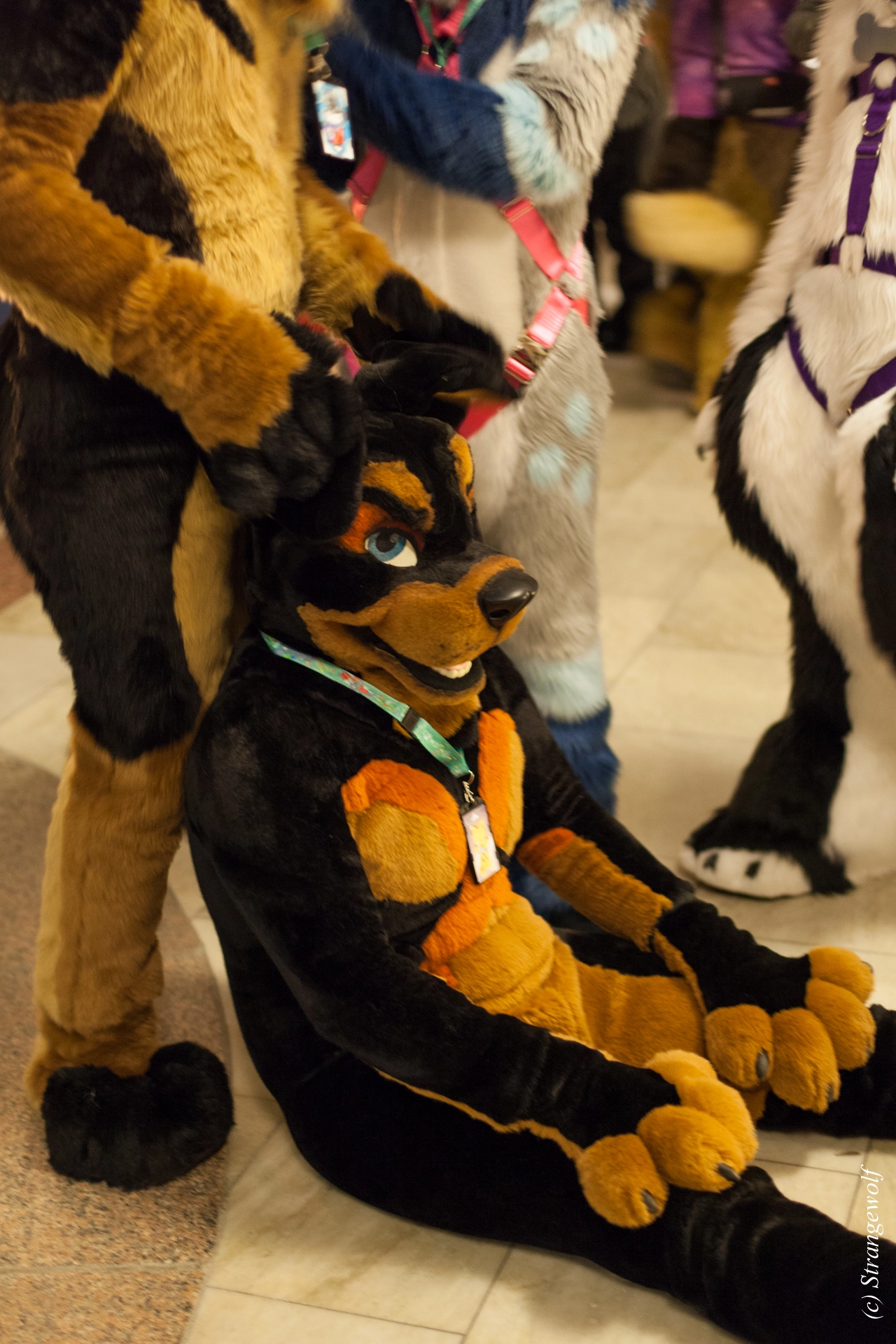 full image IMG_9350-lr19t.jpg