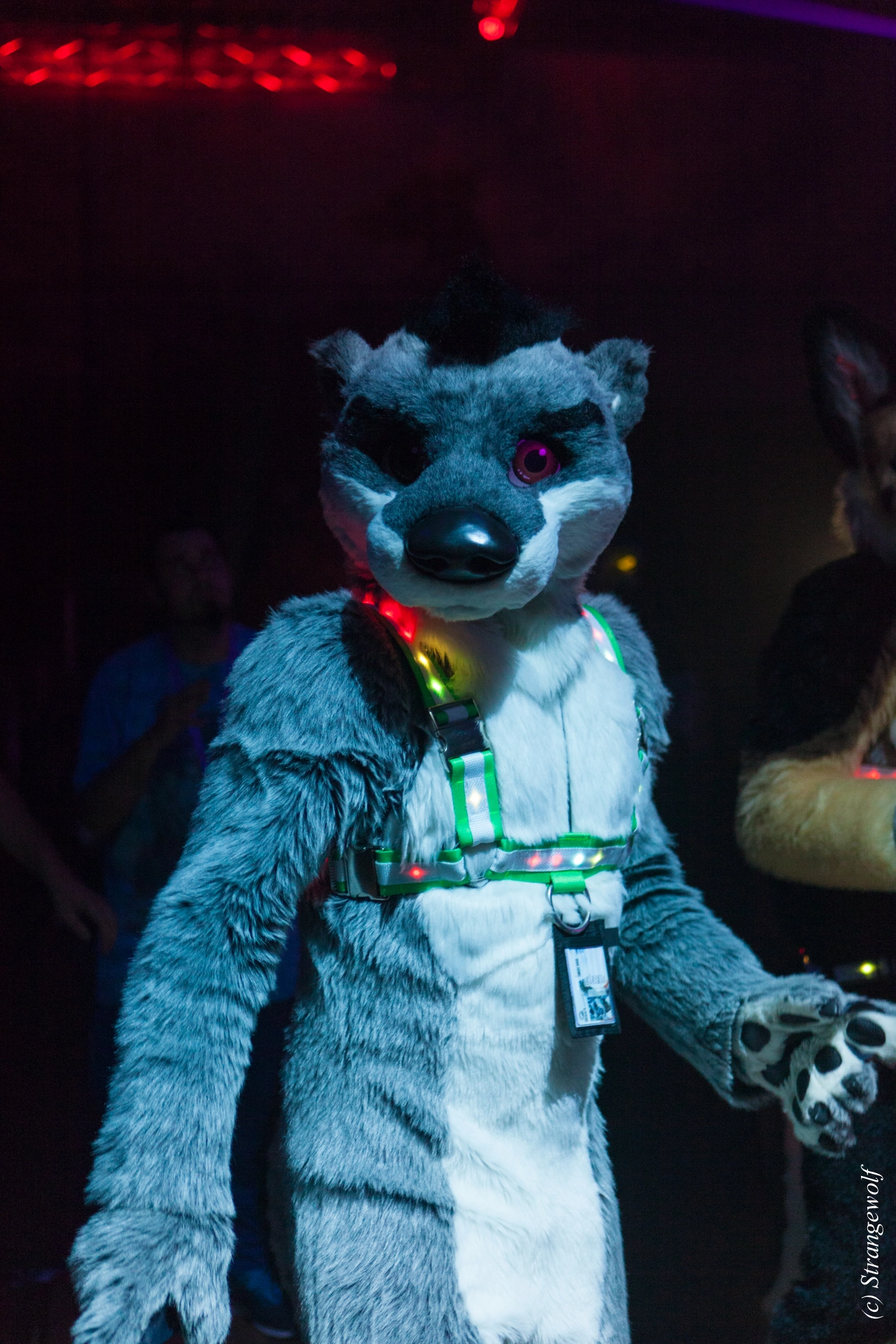 full image IMG_5183-lr19t.jpg