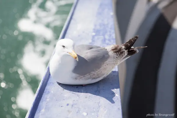 IMG_7122-lr16t.jpg of CFZ/CFZ2016/