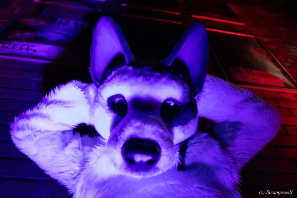 1R3A2656-lr19t.jpg of Furstrike/Furstrike 2022/