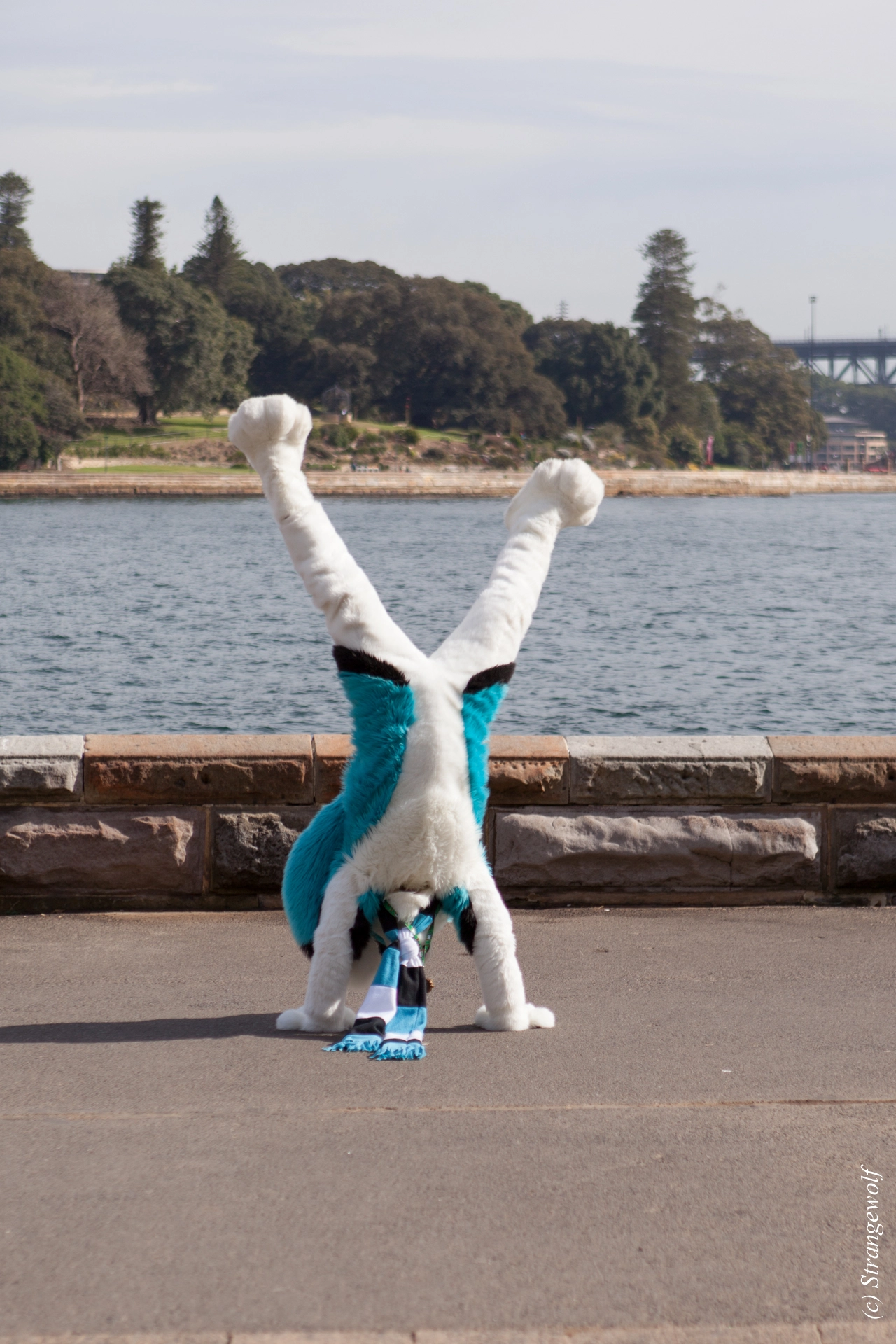 full image IMG_4382-lr19t.jpg