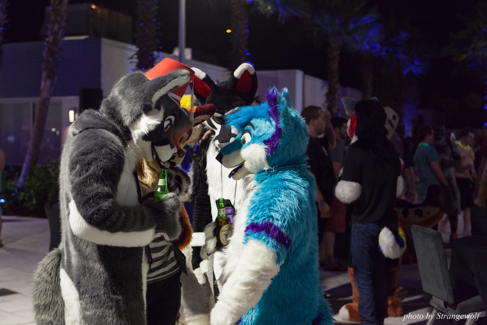 full image IMG_8609-lr16t.jpg