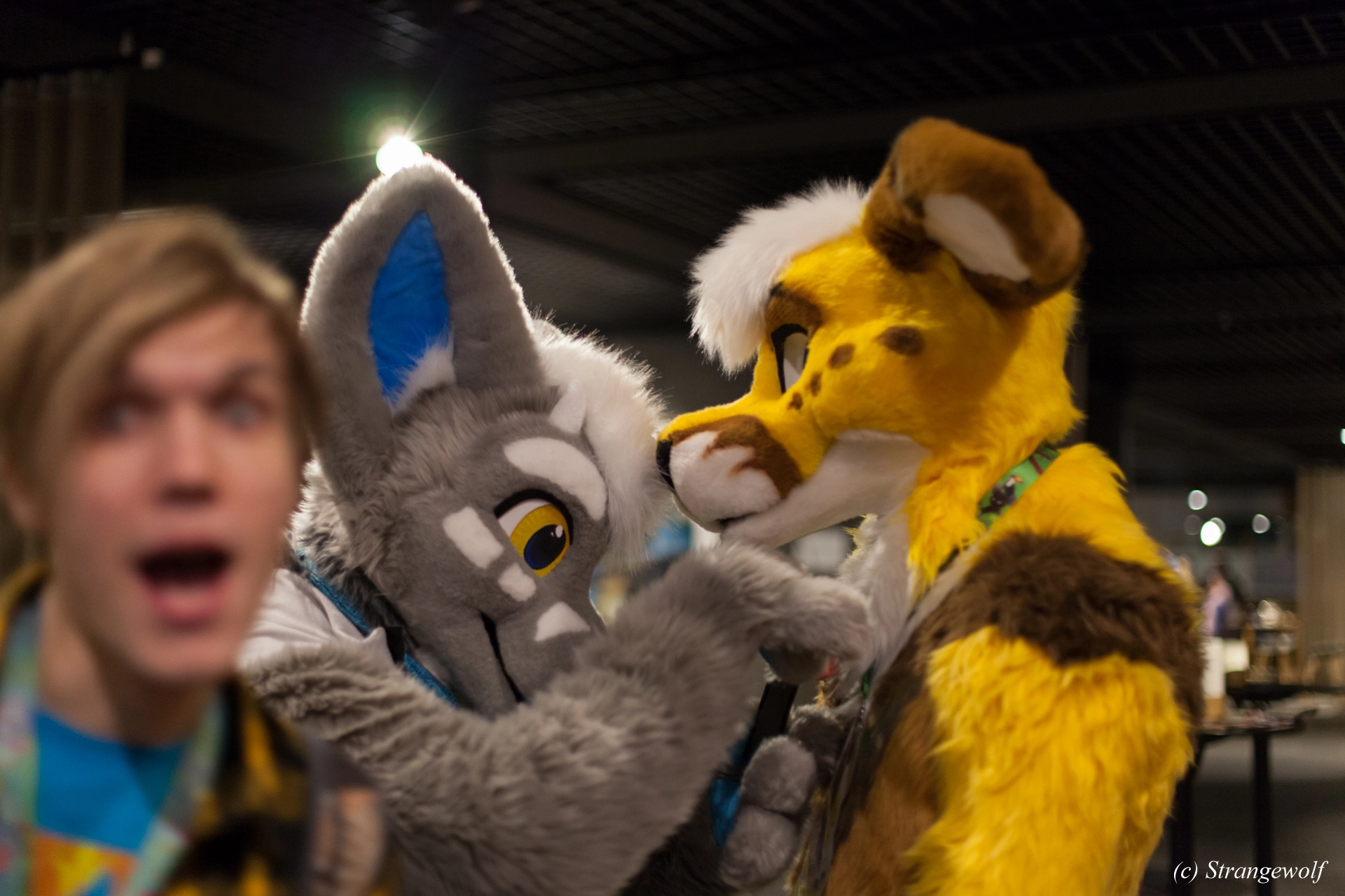 full image IMG_9169-lr19t.jpg