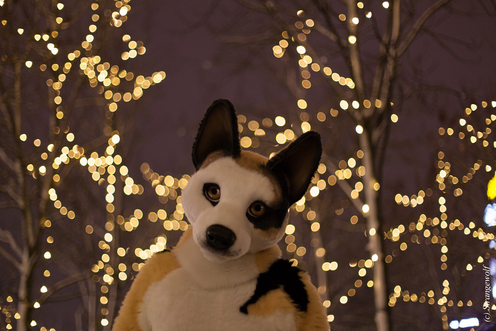 full image IMG_9925-lr19t.jpg