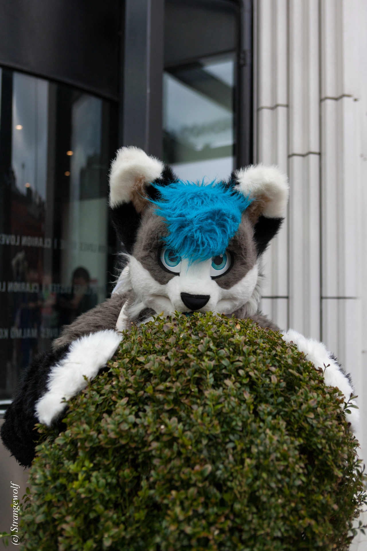 full image IMG_8377-lr19t.jpg