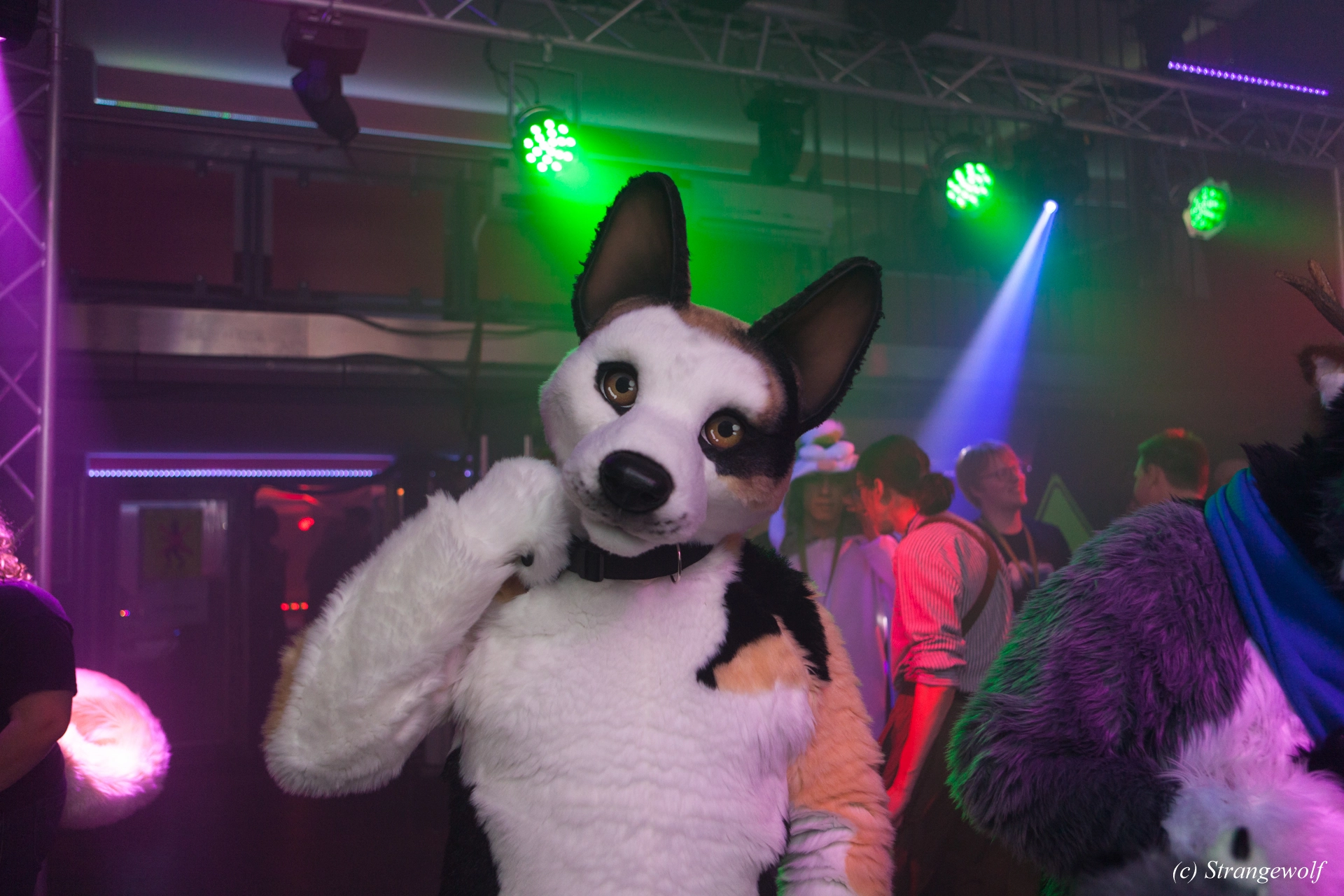 full image IMG_0929-lr19t.jpg