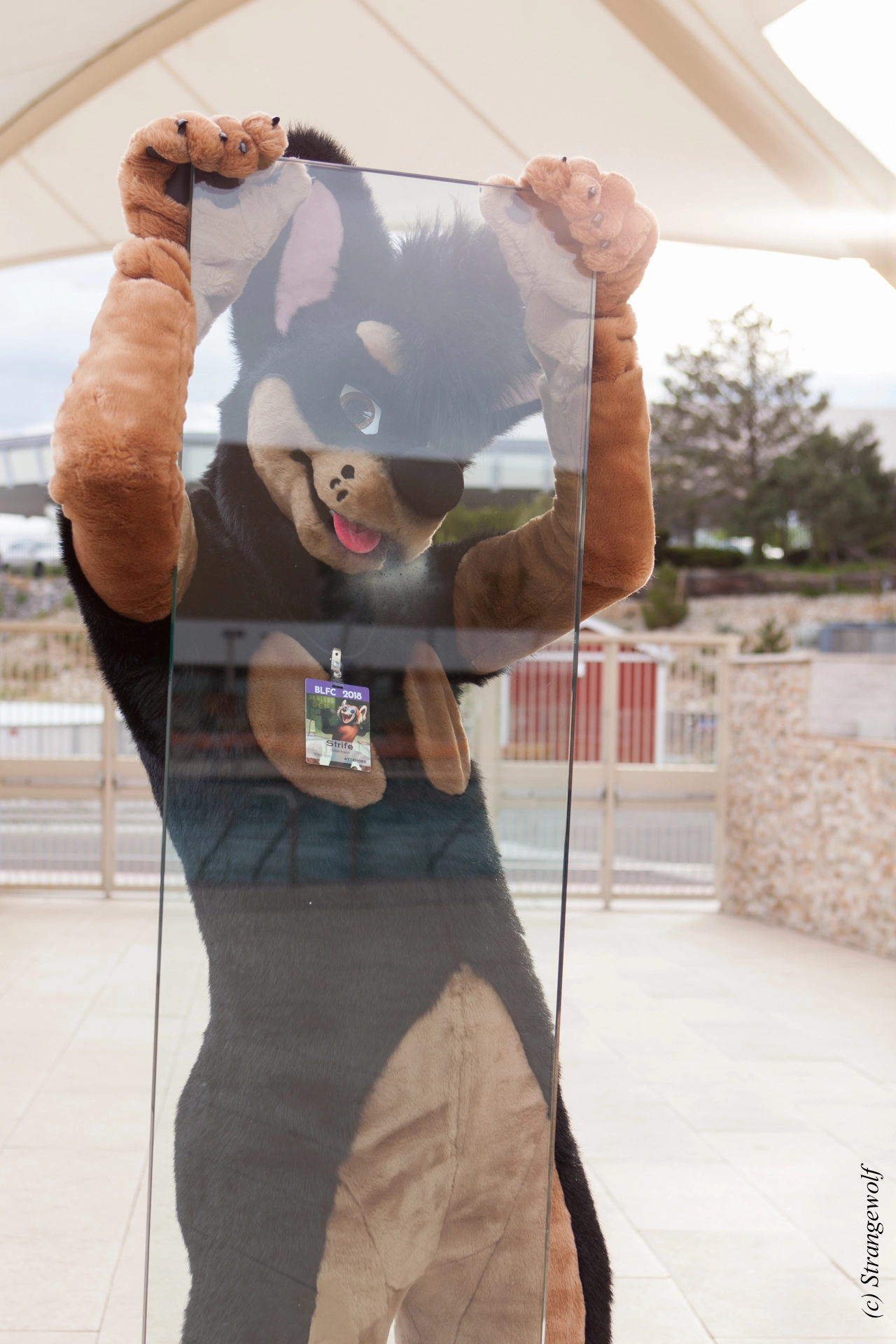 full image IMG_2790-lr19t.jpg