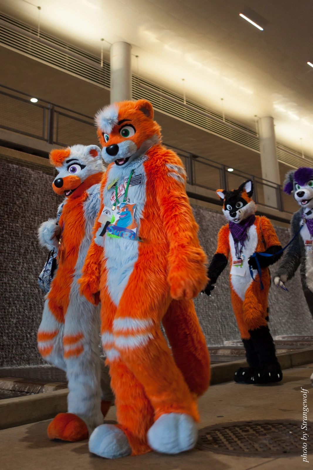 full image IMG_8262-lr16t.jpg