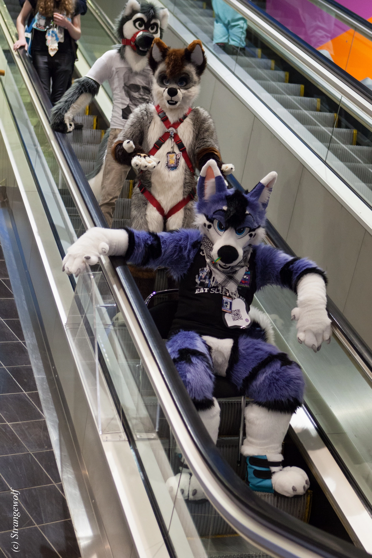 full image IMG_9295-lr19t.jpg