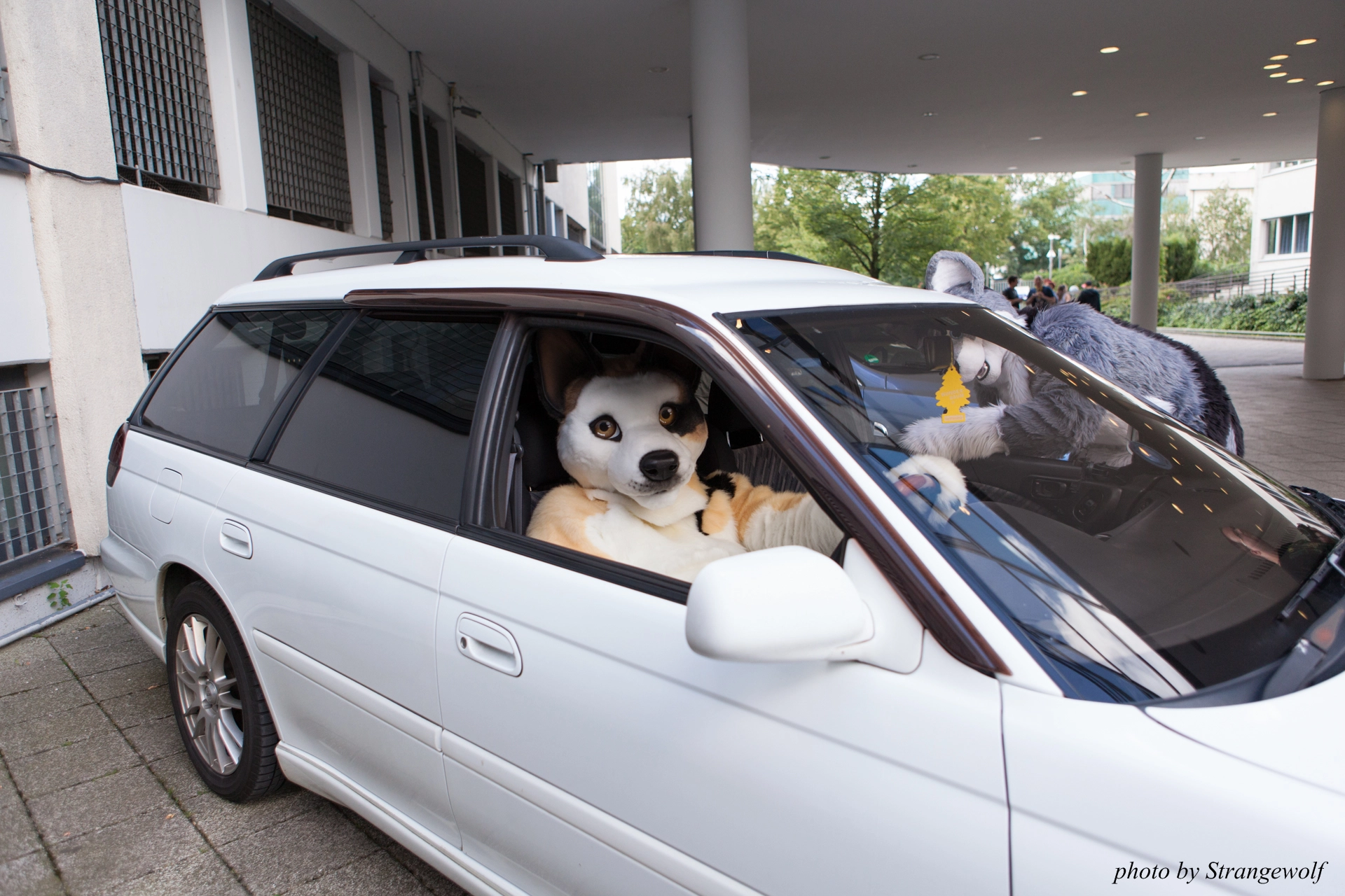 full image IMG_6817-lr19t.jpg