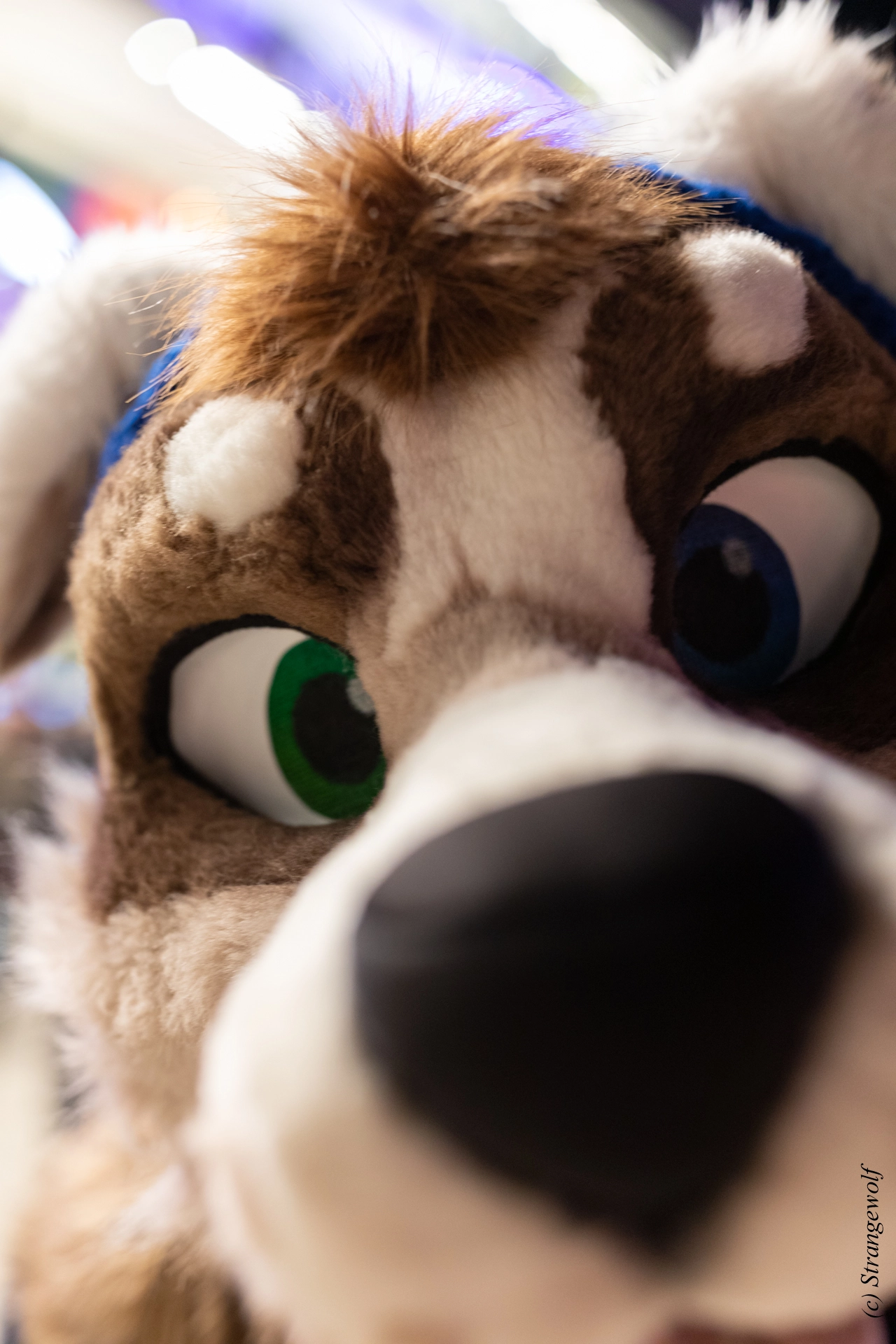 full image 1R3A9482-lr19t.jpg