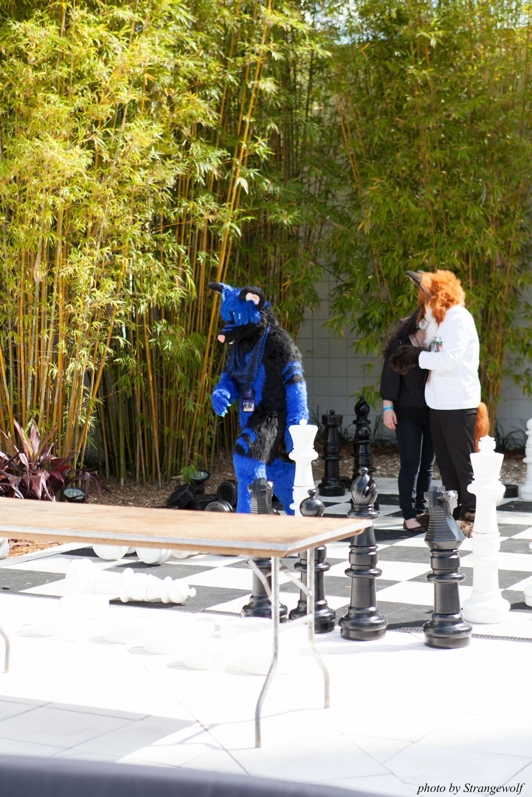 full image IMG_8260-lr16t.jpg