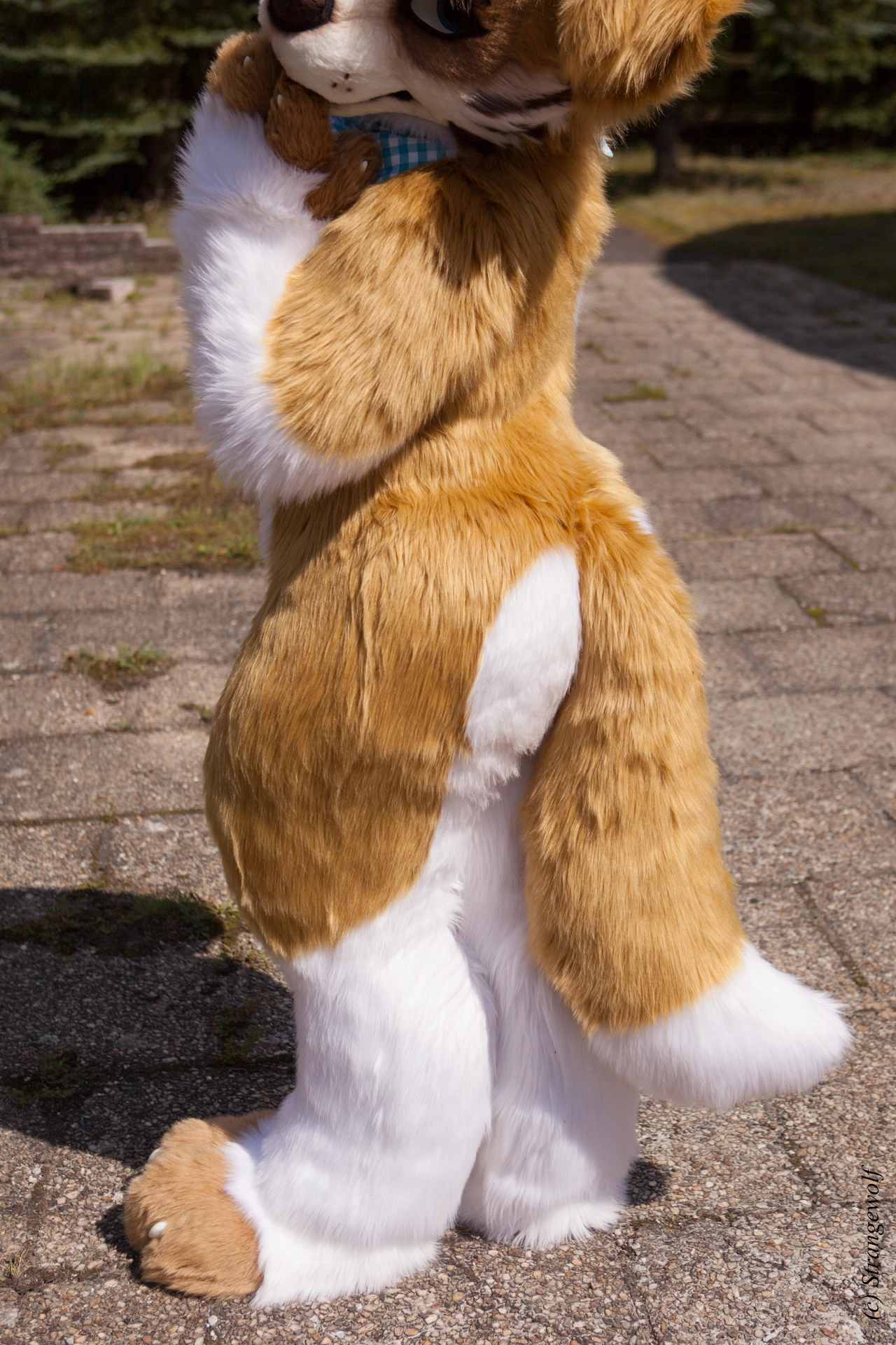 full image IMG_6130-lr19t.jpg