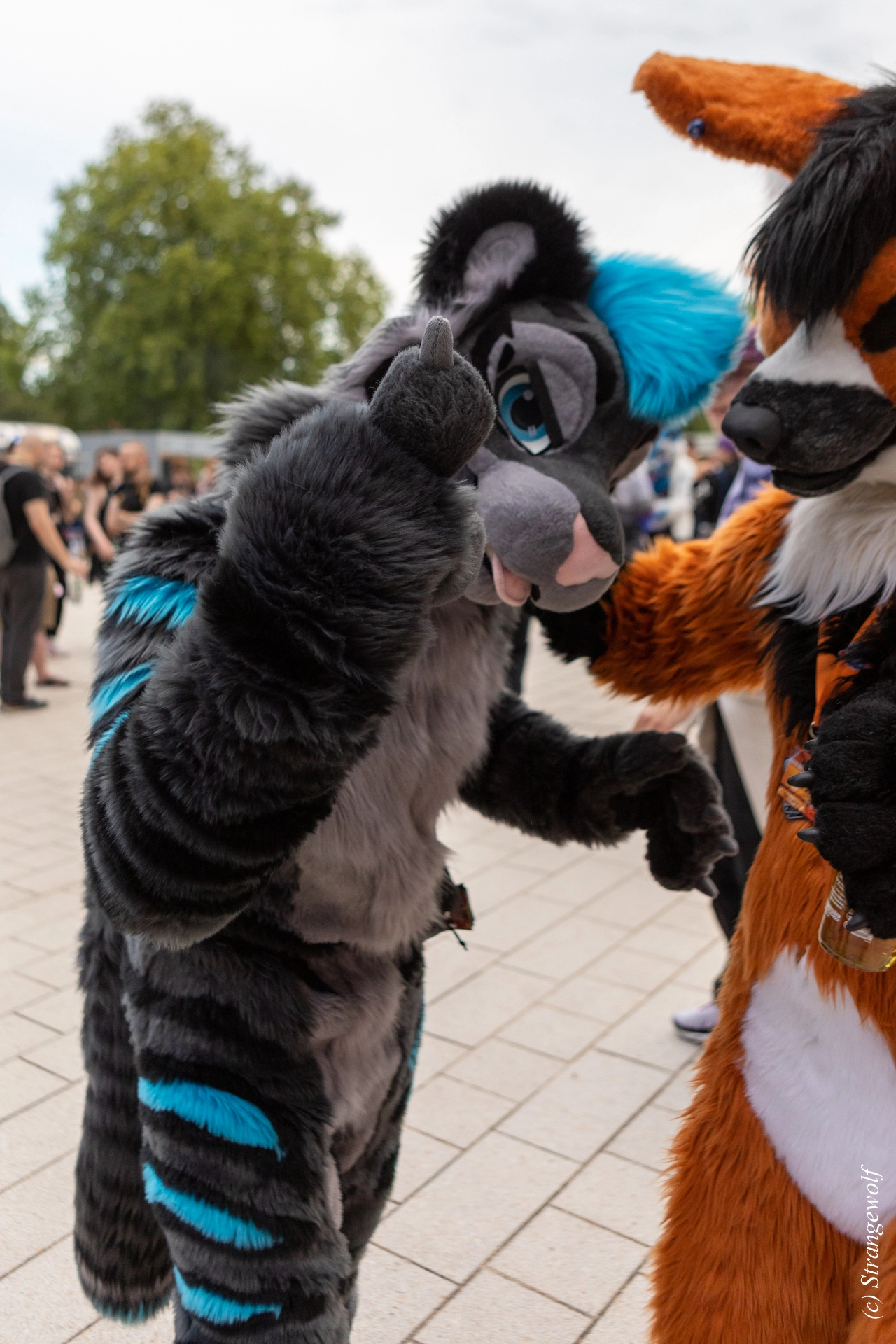 full image 1R3A9089-lr19t.jpg