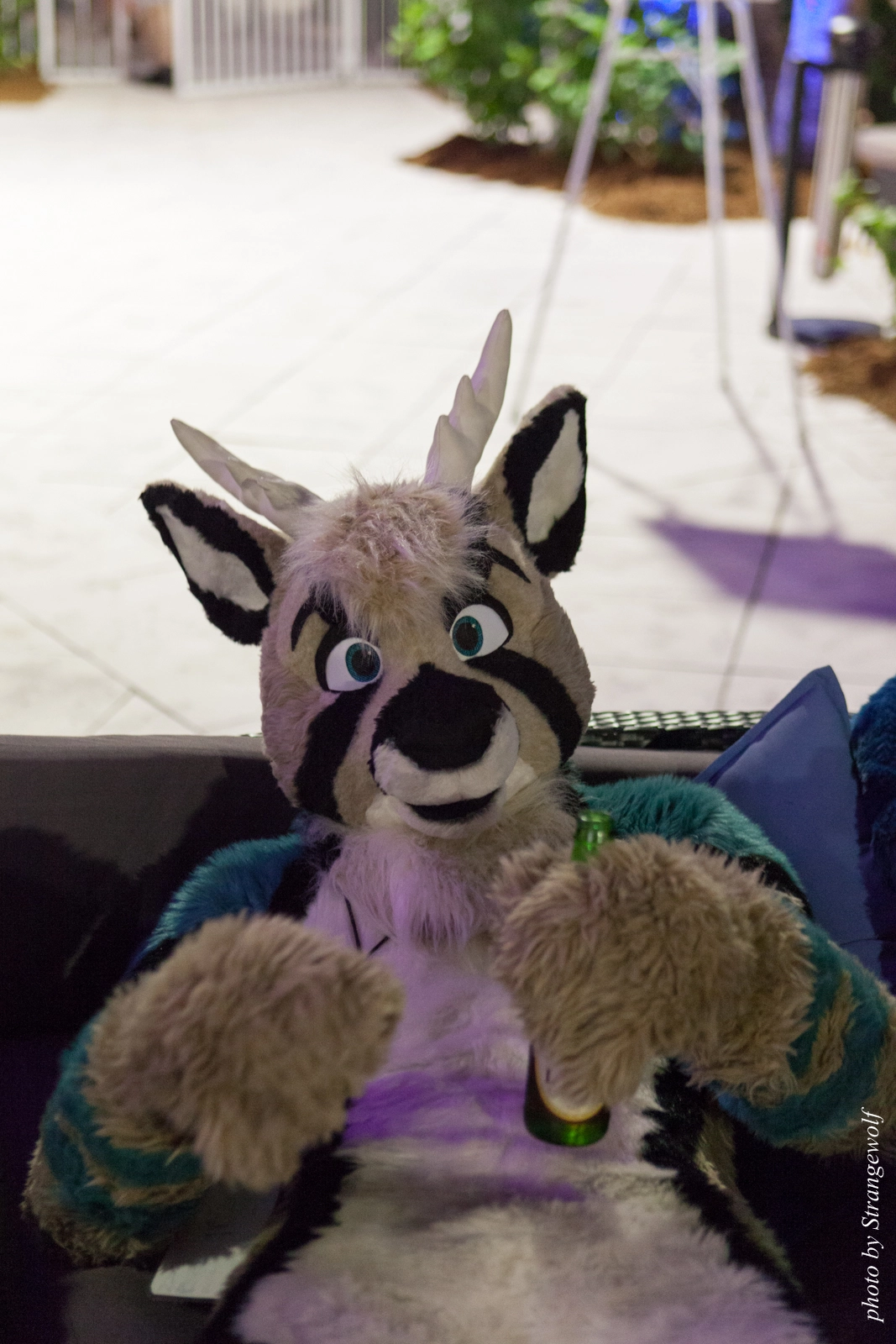 full image IMG_8641-lr16t.jpg