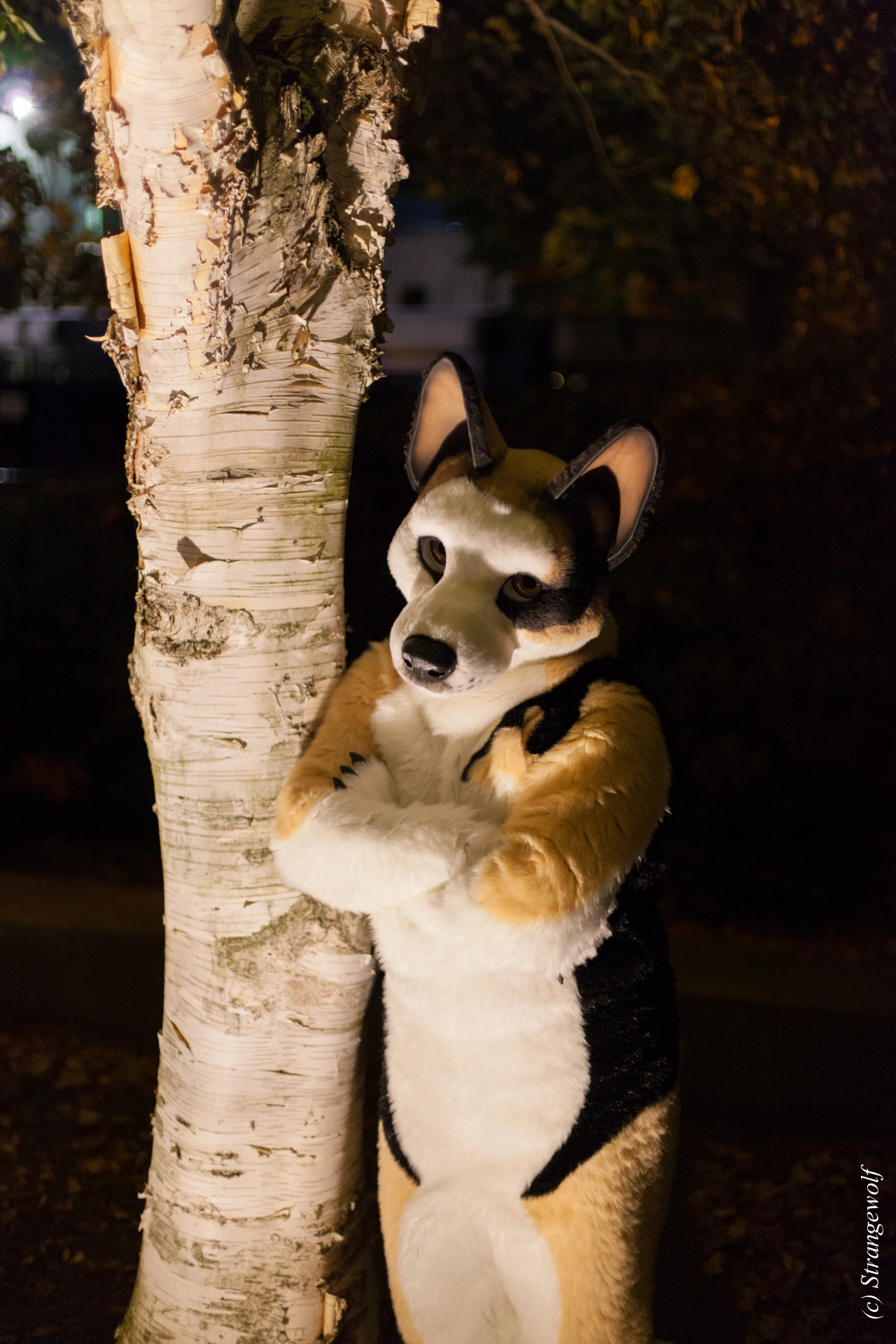 full image IMG_6437-lr19t.jpg