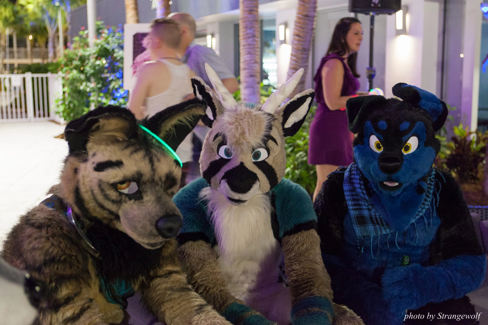 full image IMG_8646-lr16t.jpg