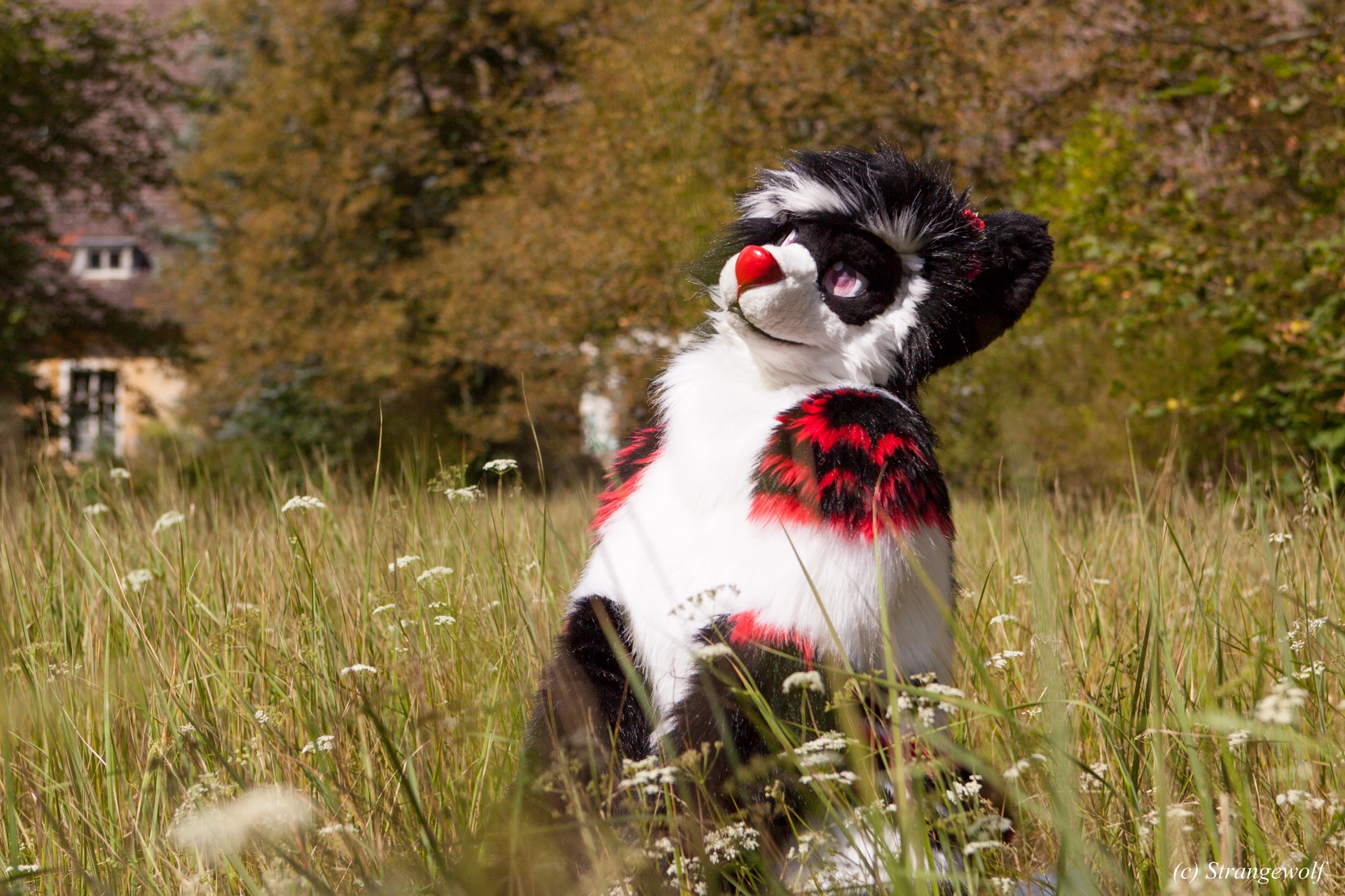 full image IMG_6211-lr19t.jpg