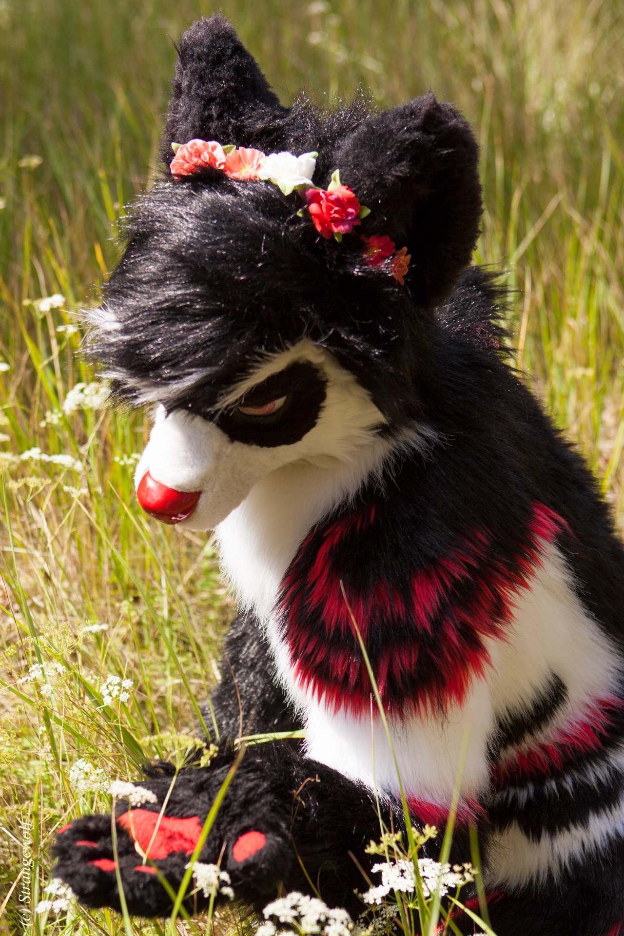 full image IMG_6238-lr19t.jpg