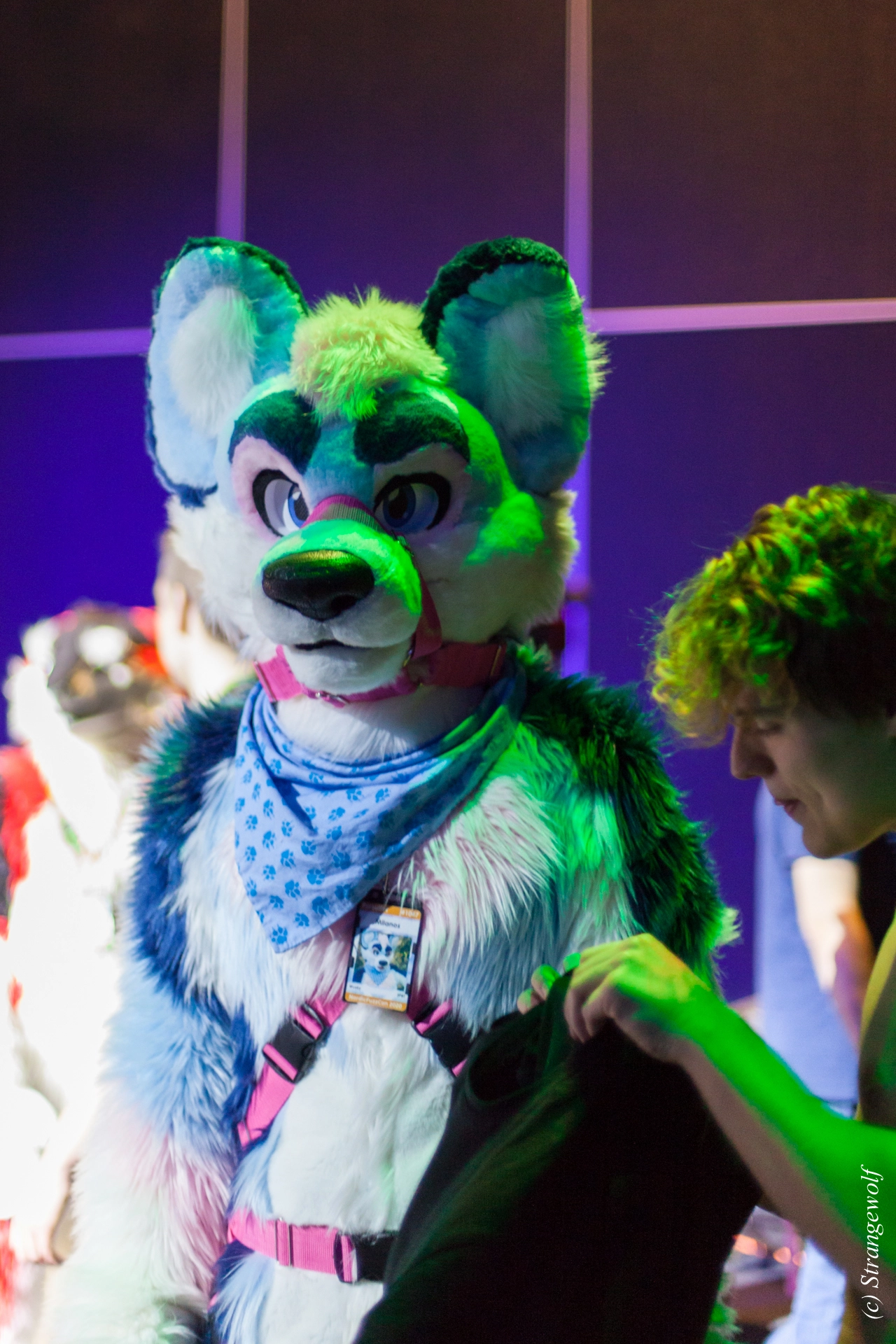 full image IMG_9335-lr19t.jpg