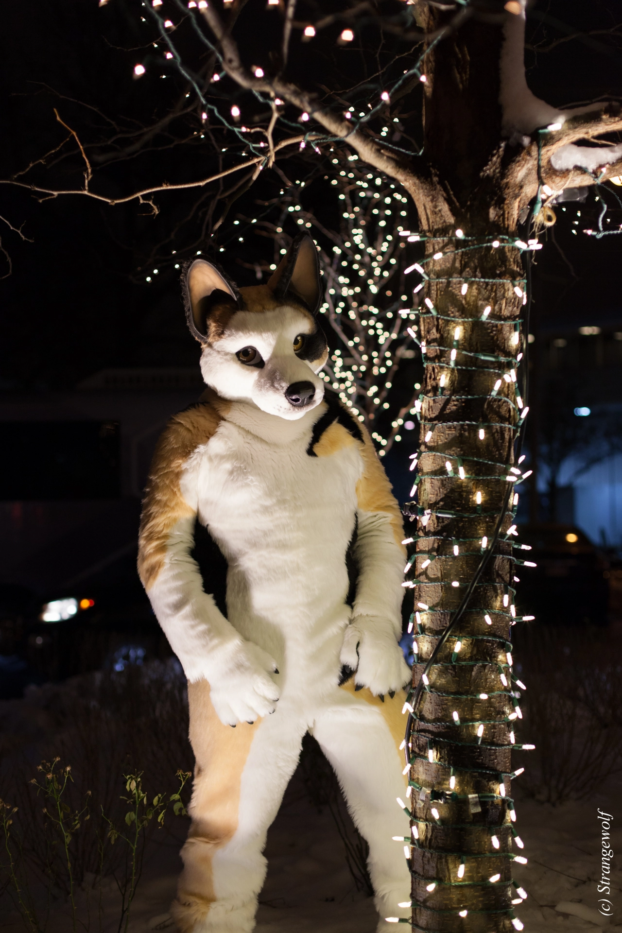 full image IMG_7182-lr19t.jpg