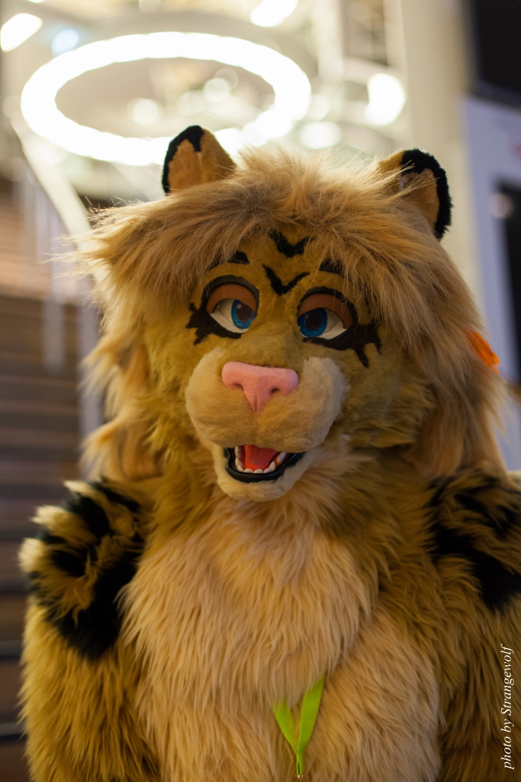 full image IMG_2530-lr16t.jpg