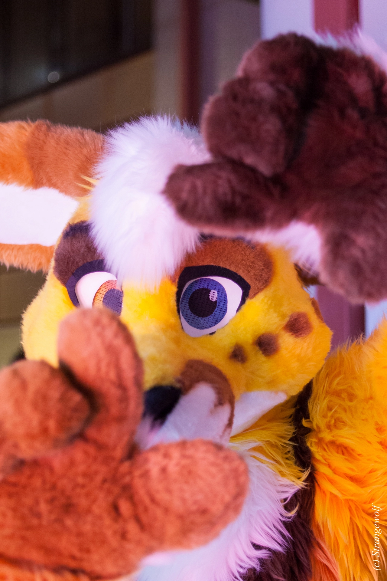 full image IMG_8919-lr19t.jpg