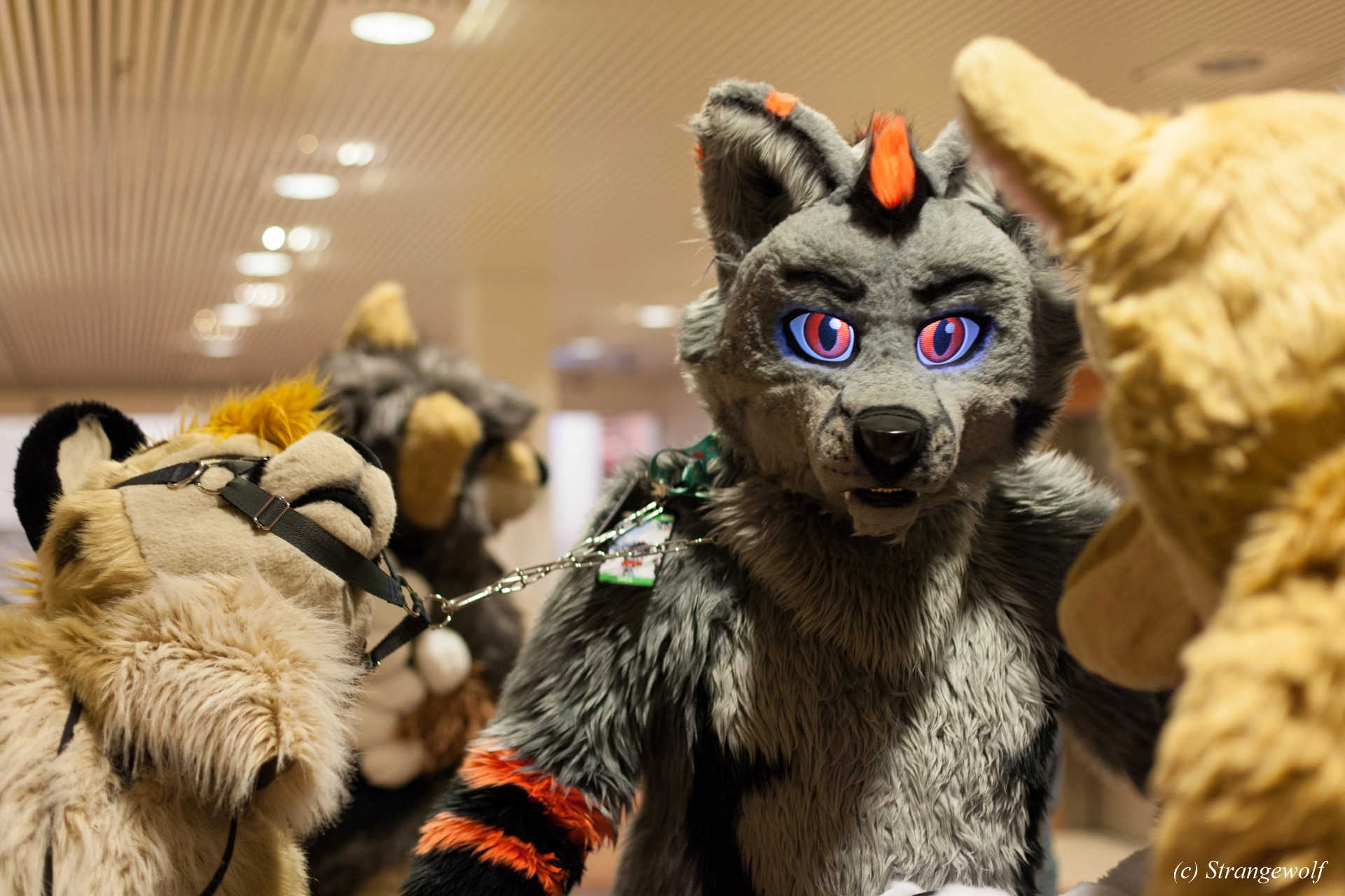 full image IMG_9107-lr19t.jpg