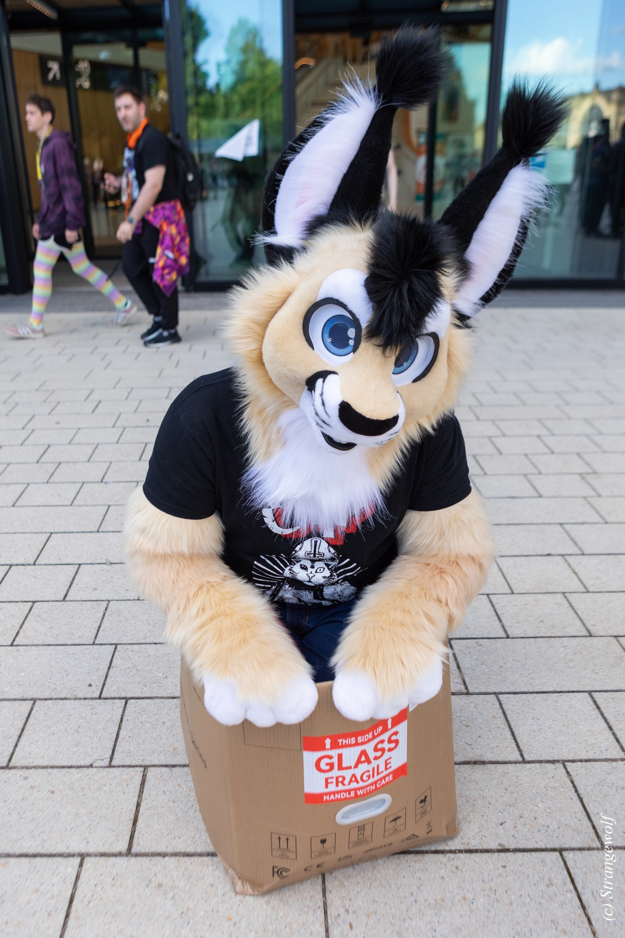 full image 1R3A9290-lr19t.jpg