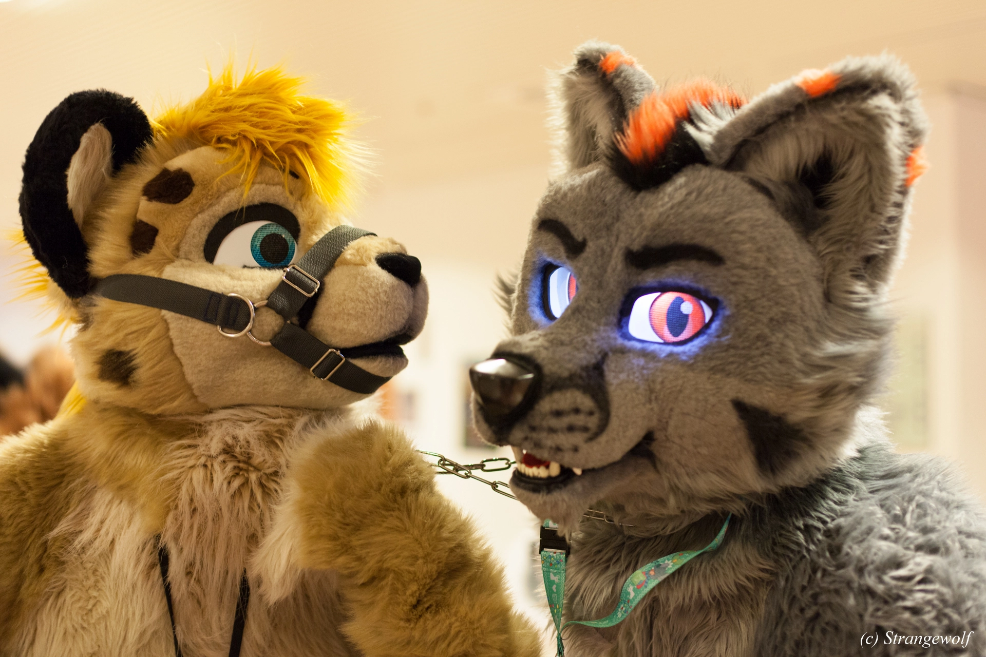 full image IMG_9104-lr19t.jpg