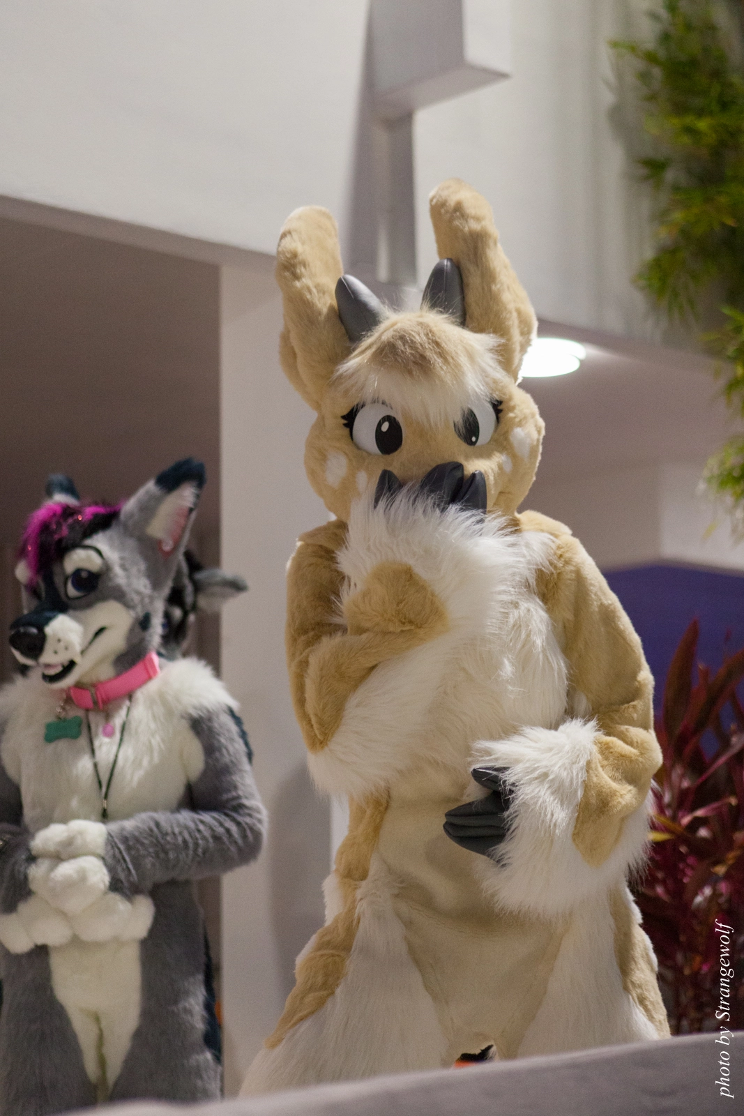 full image IMG_8474-lr16t.jpg