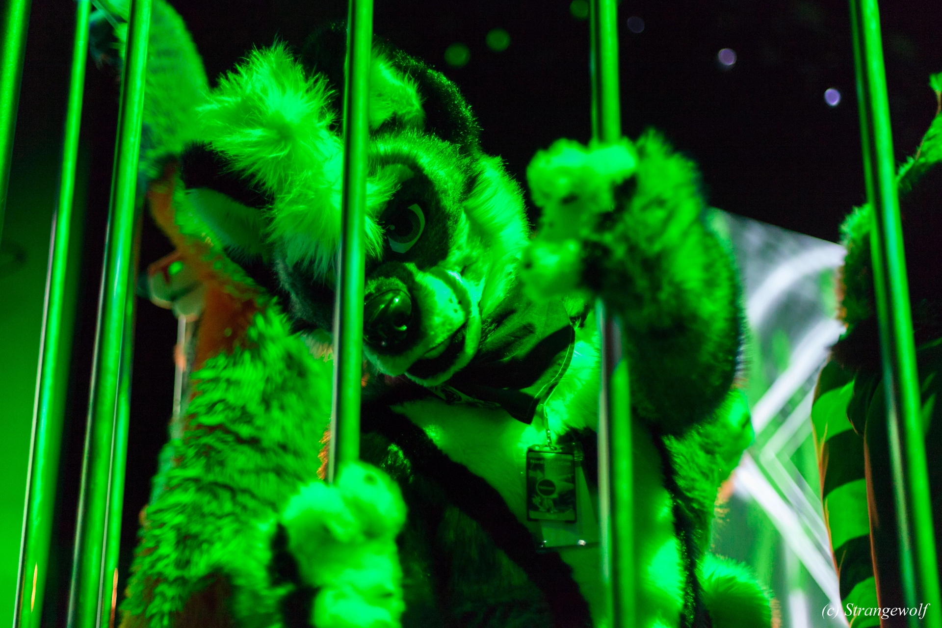 full image IMG_9331-lr19t.jpg