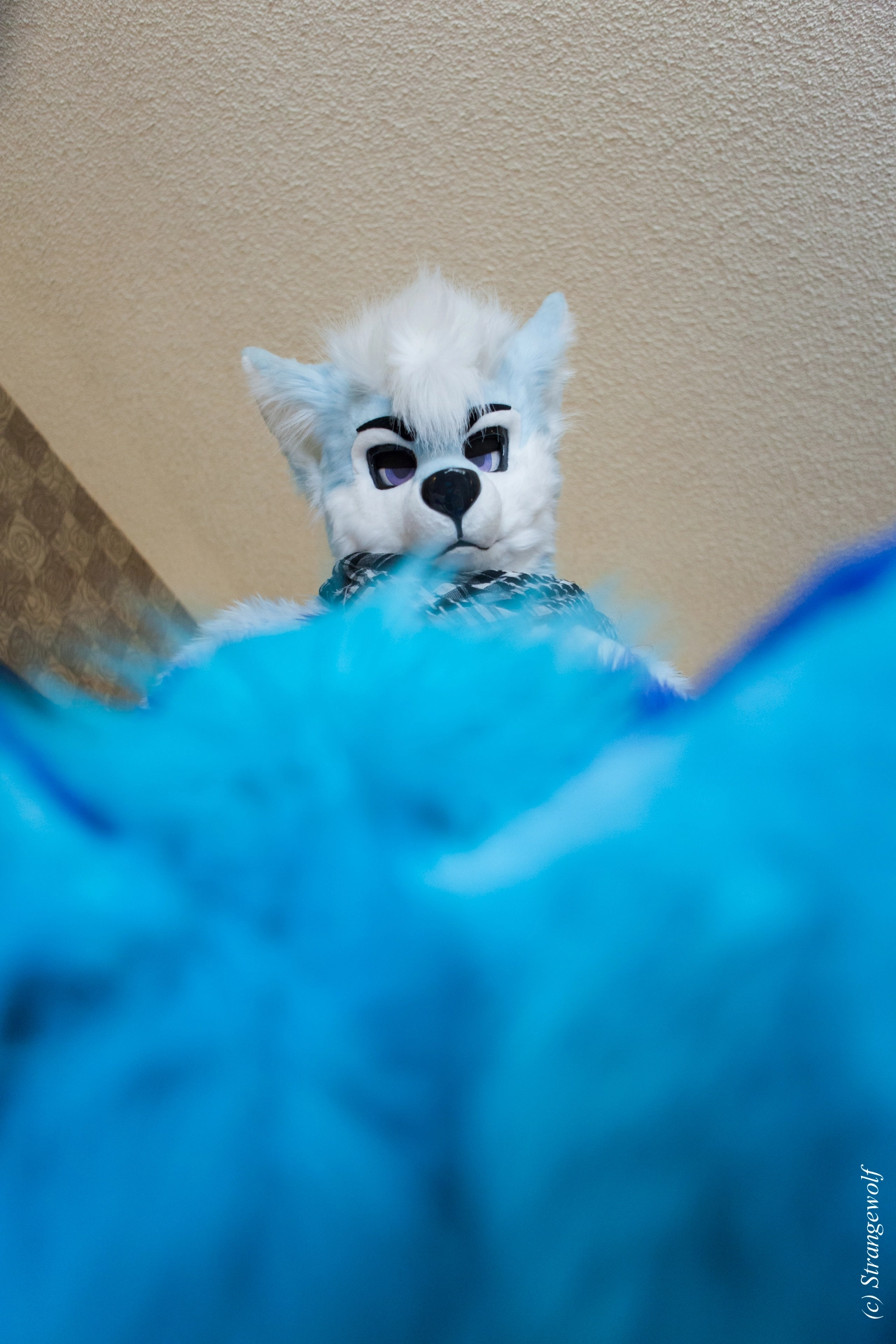 full image IMG_3217-lr19t.jpg