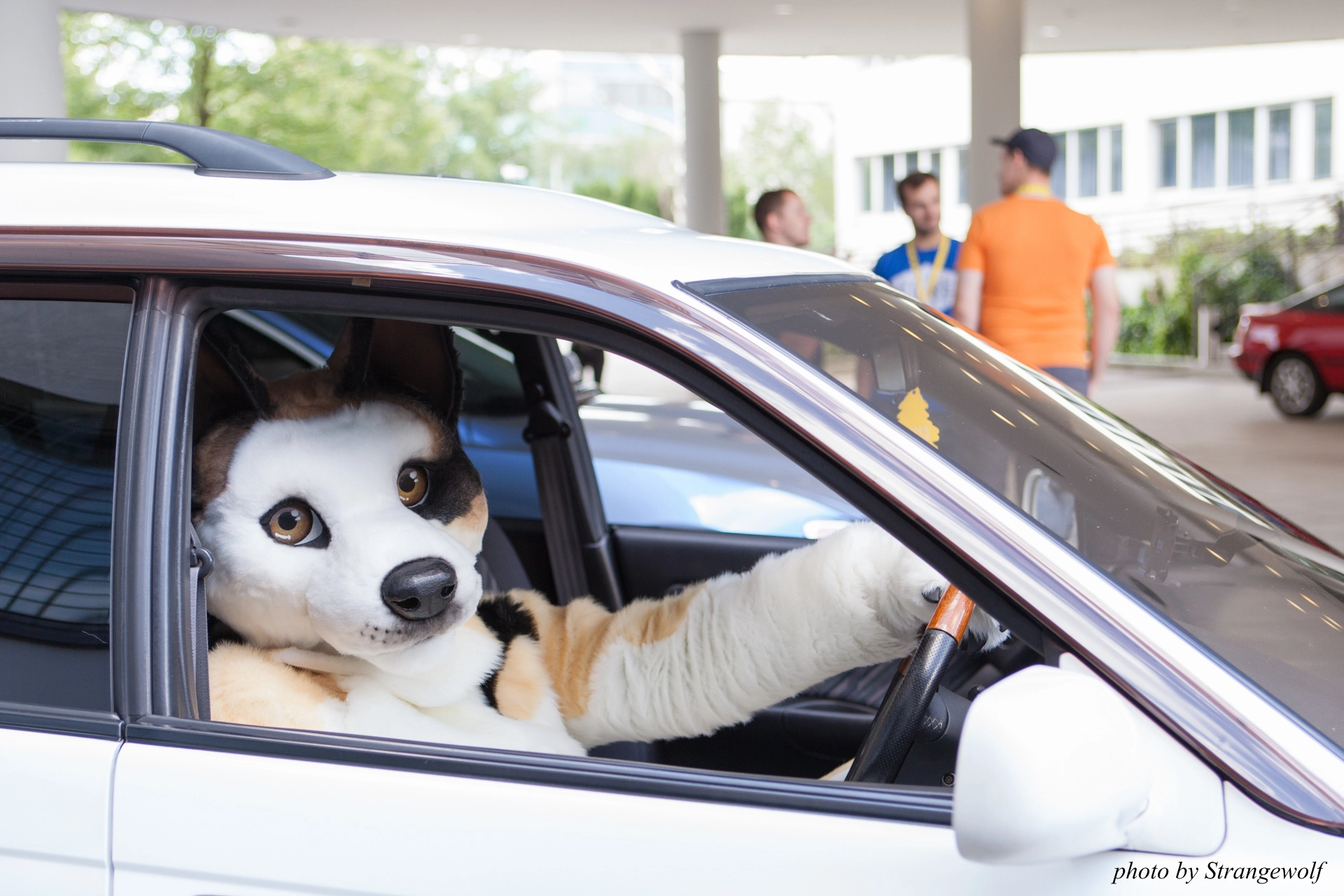 full image IMG_6849-lr19t.jpg