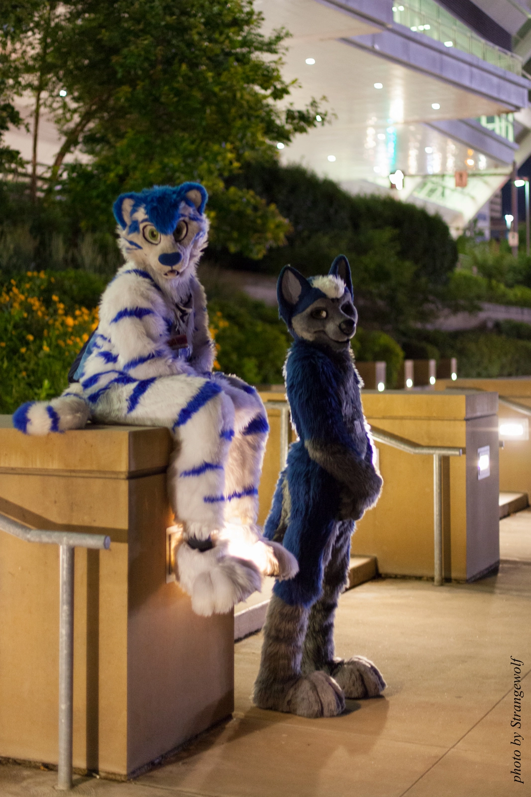 full image IMG_8009-lr16t.jpg