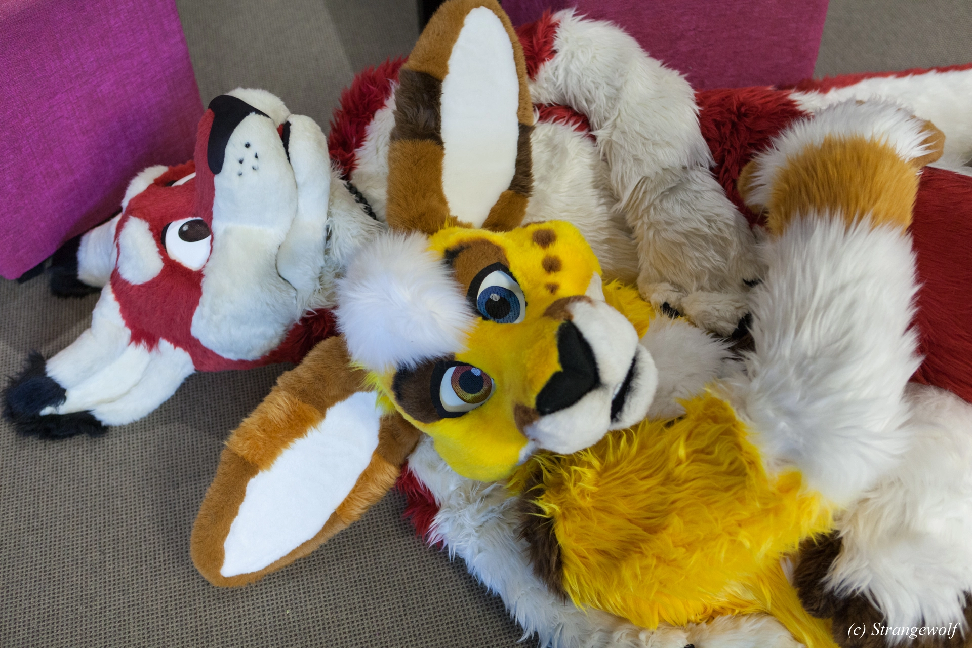 full image IMG_7125-lr19t.jpg