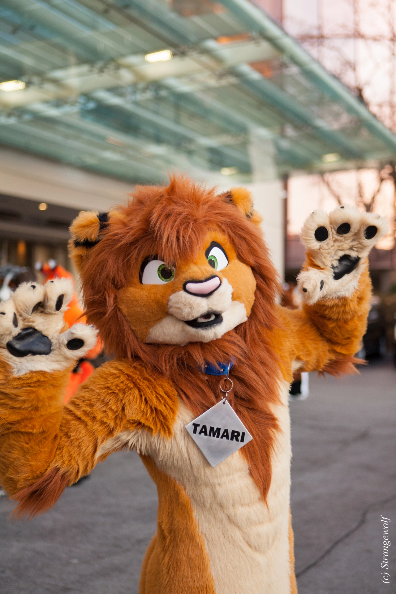full image IMG_8211-lr19t.jpg