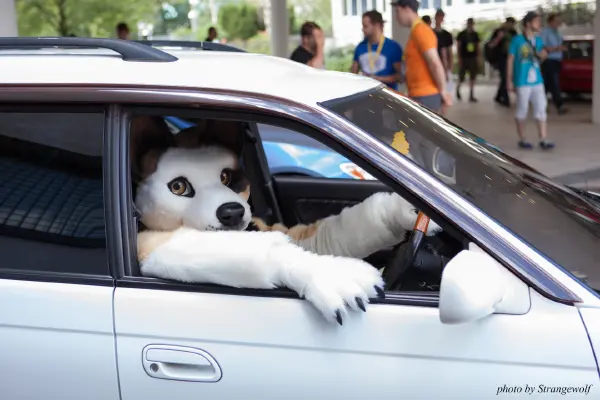 IMG_6836-lr19t.jpg of EF/EF23/MotorFurs/