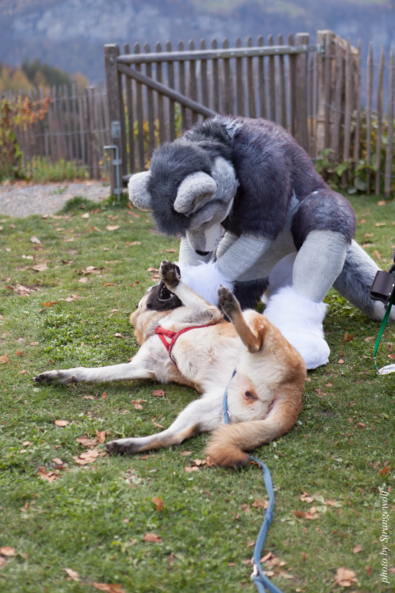 full image IMG_7983-lr19t.jpg