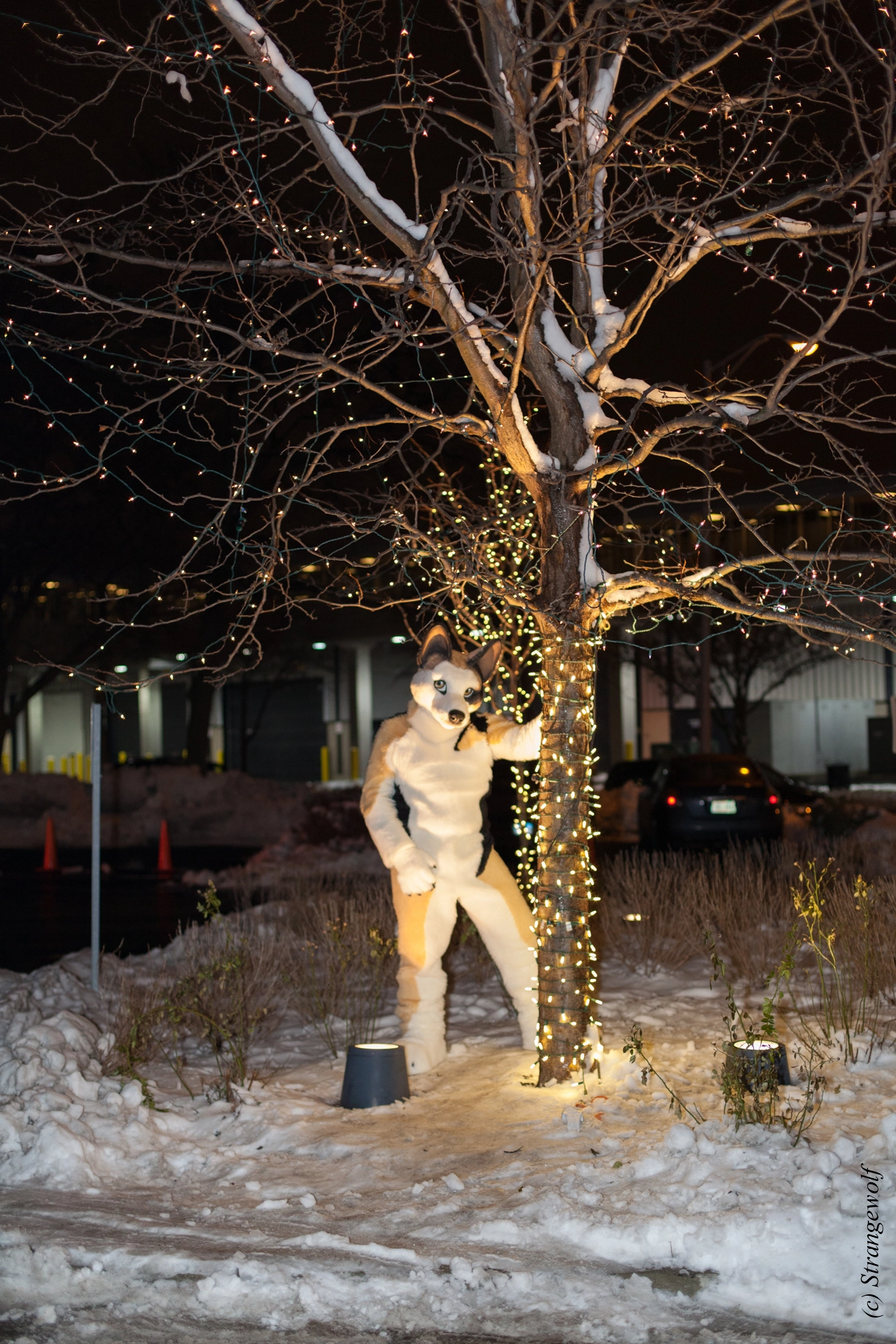 full image IMG_7170-lr19t.jpg