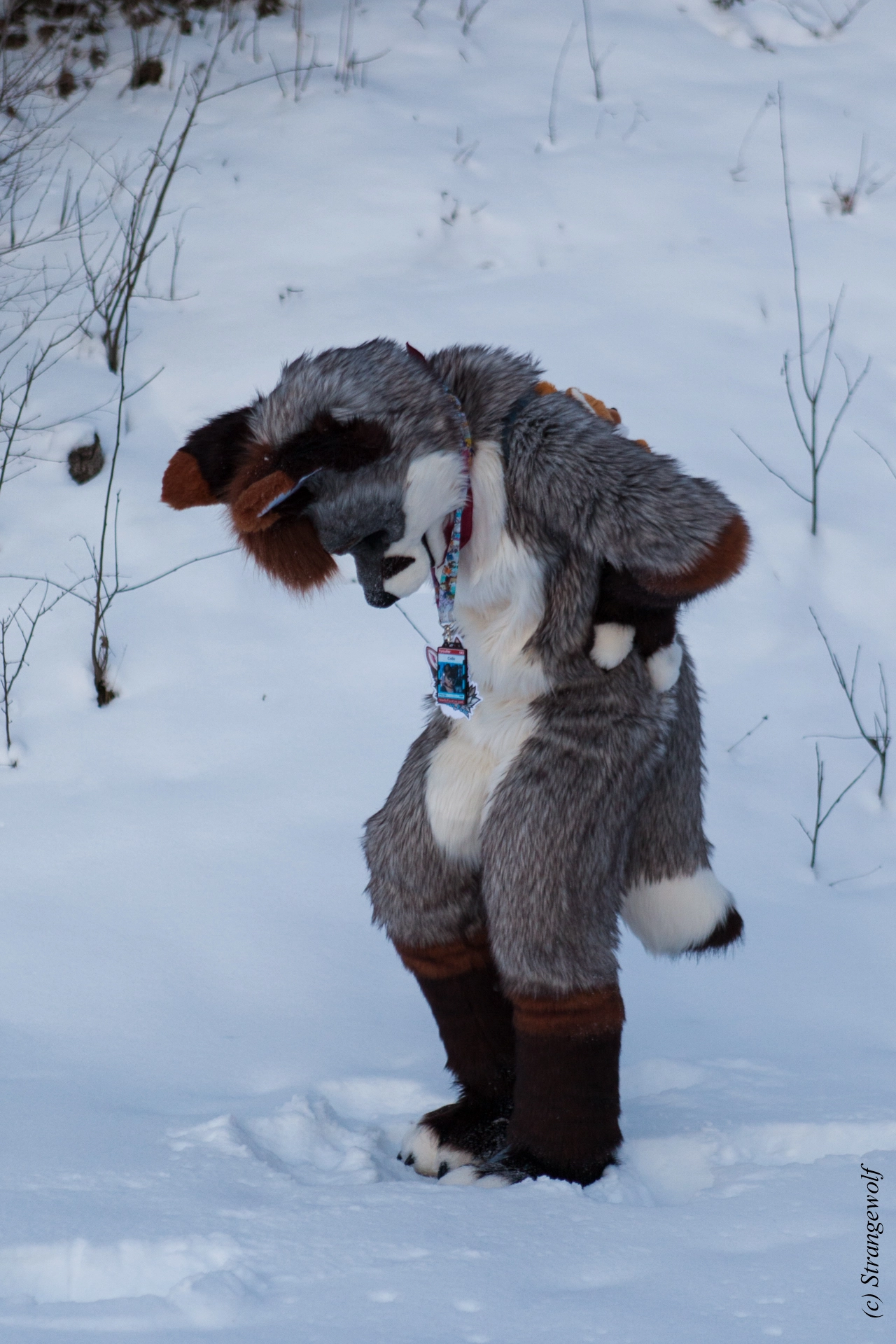 full image IMG_0611-lr19t.jpg